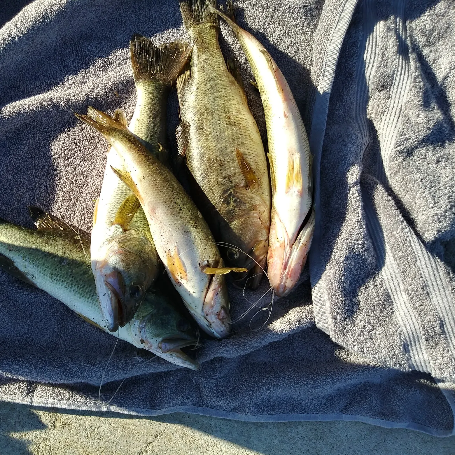 recently logged catches