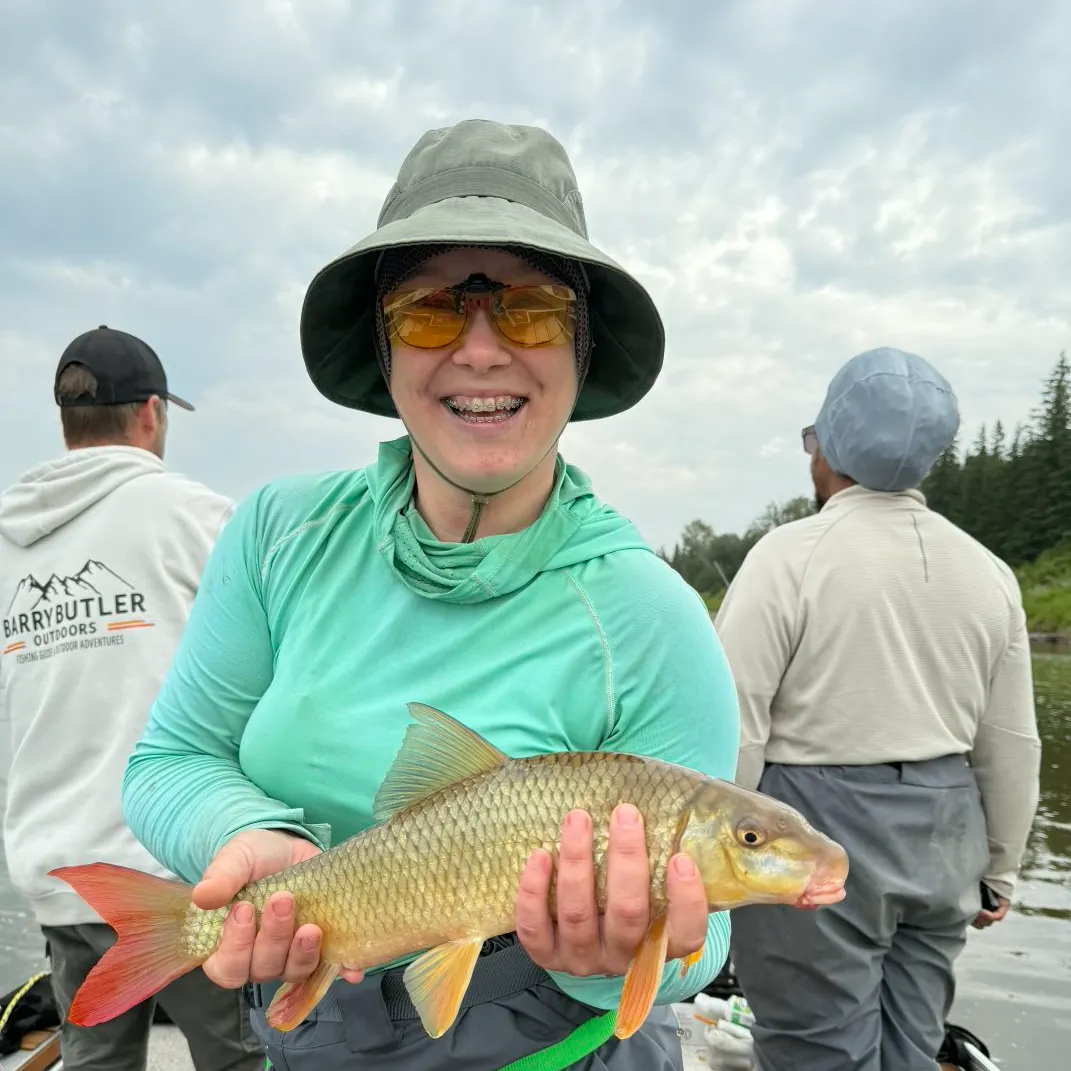 The most recent Shorthead redhorse catches on Fishbrain