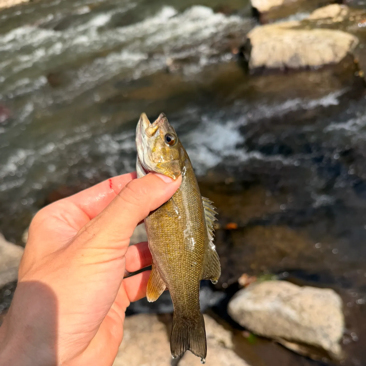 Smallmouth bass caught on Fishbrain