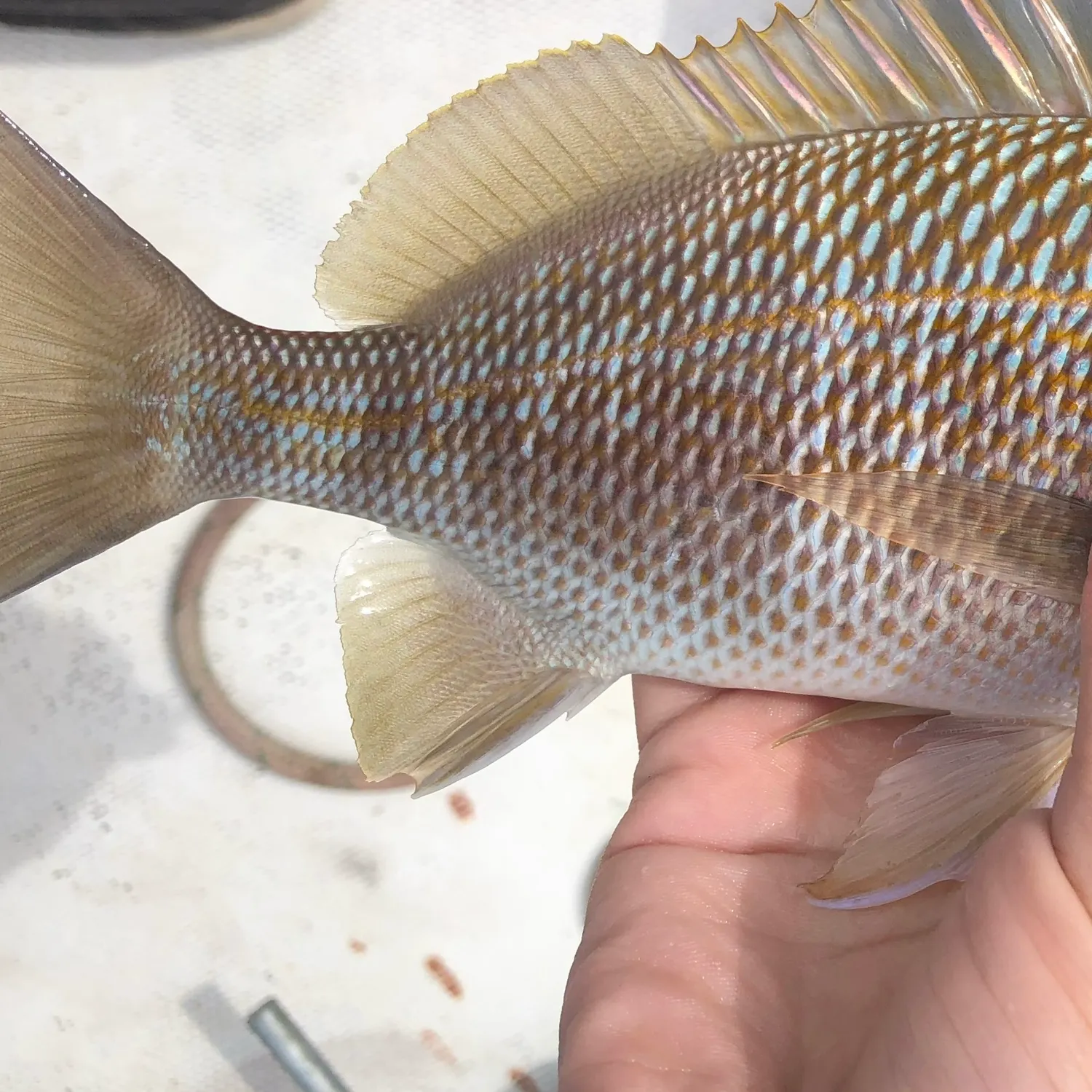 The most recent White grunt catches on Fishbrain