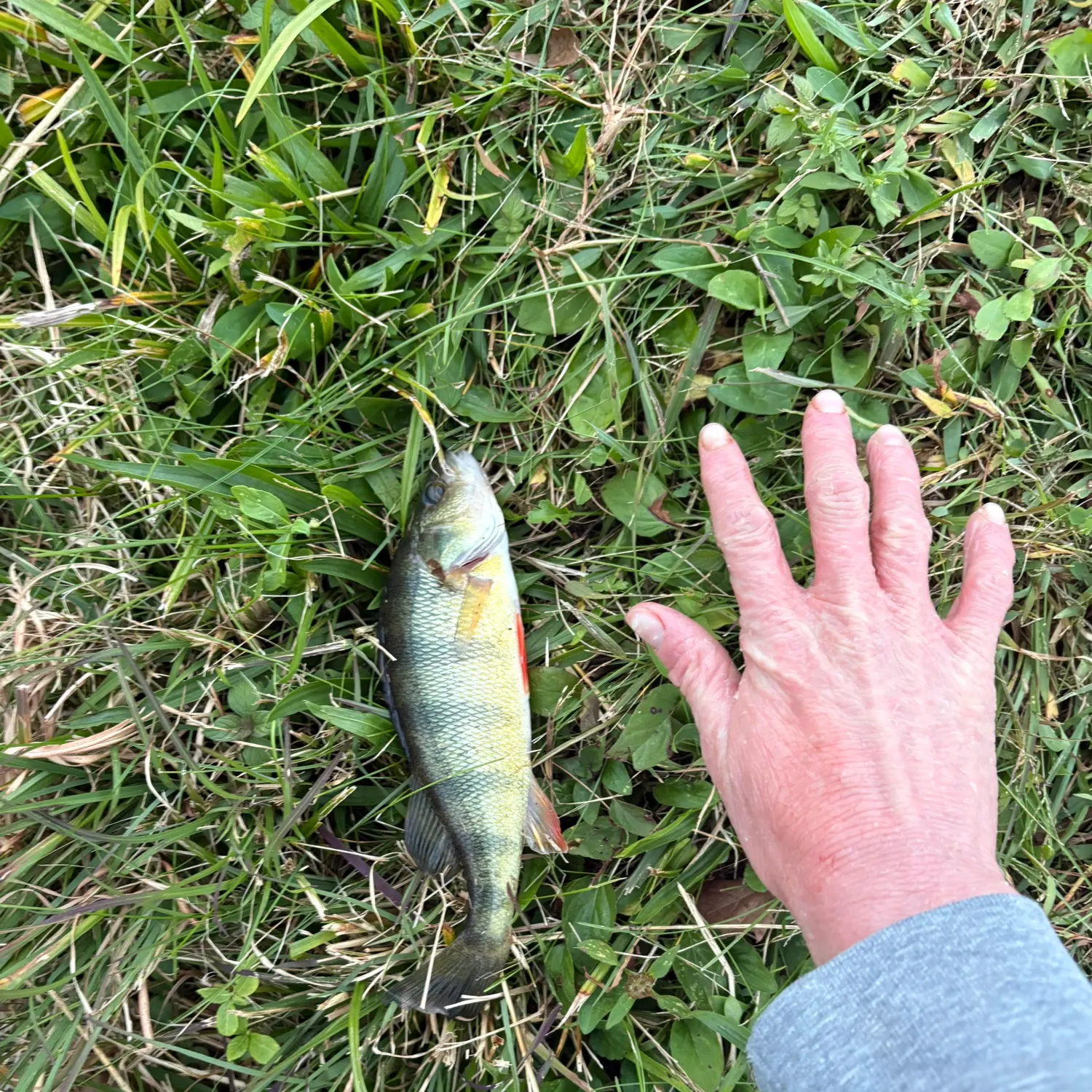 Yellow perch caught on Fishbrain
