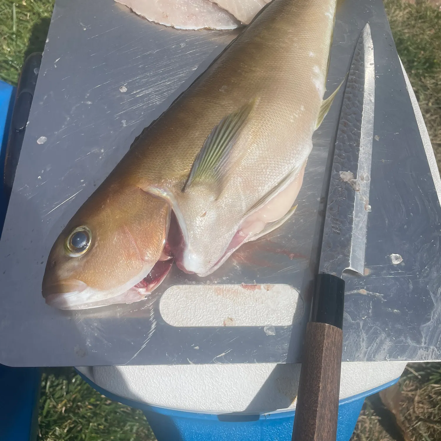 The most recent Ocean whitefish catches on Fishbrain