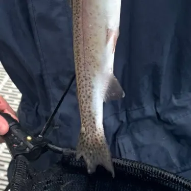 Rainbow trout caught on Fishbrain