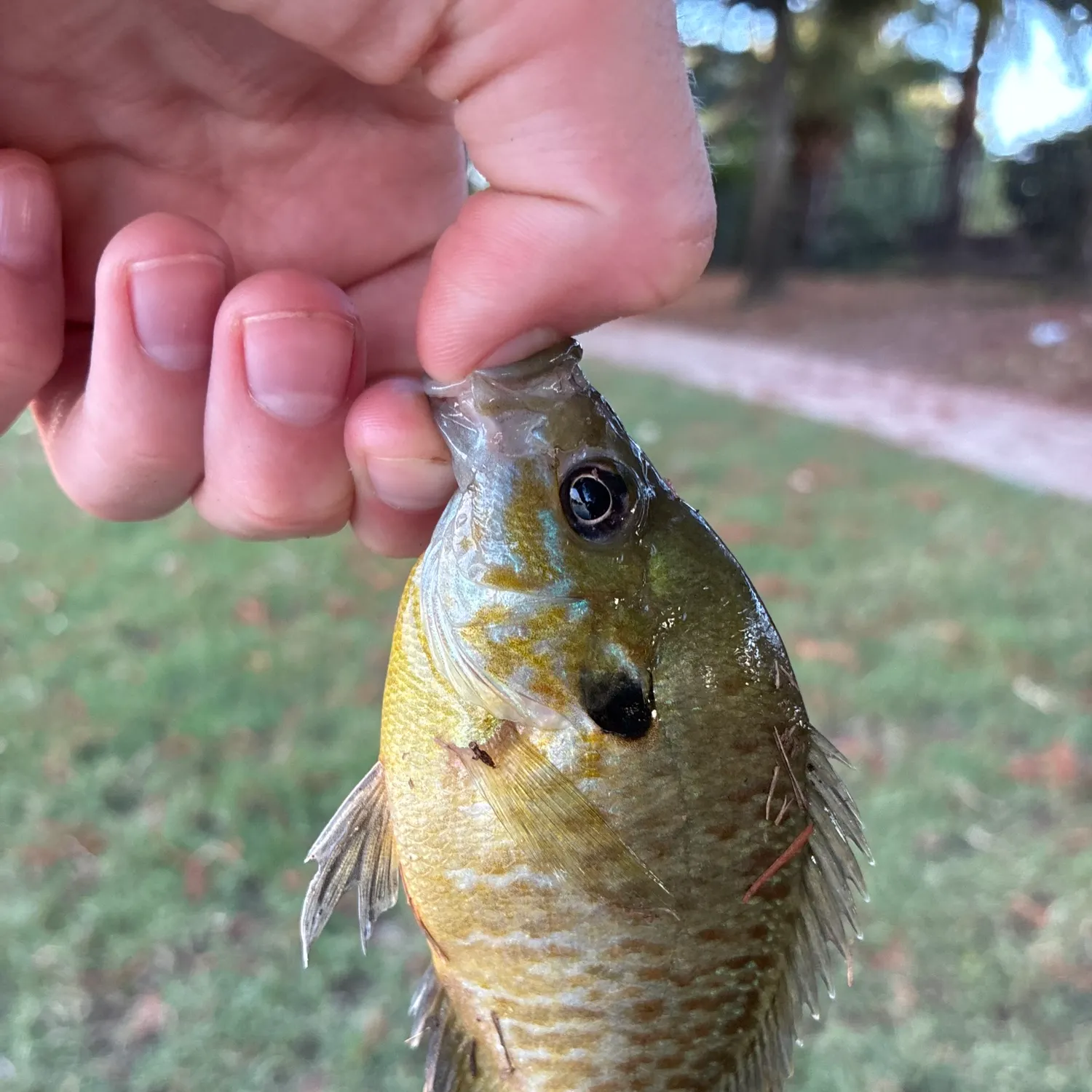 Bluegill caught on Fishbrain