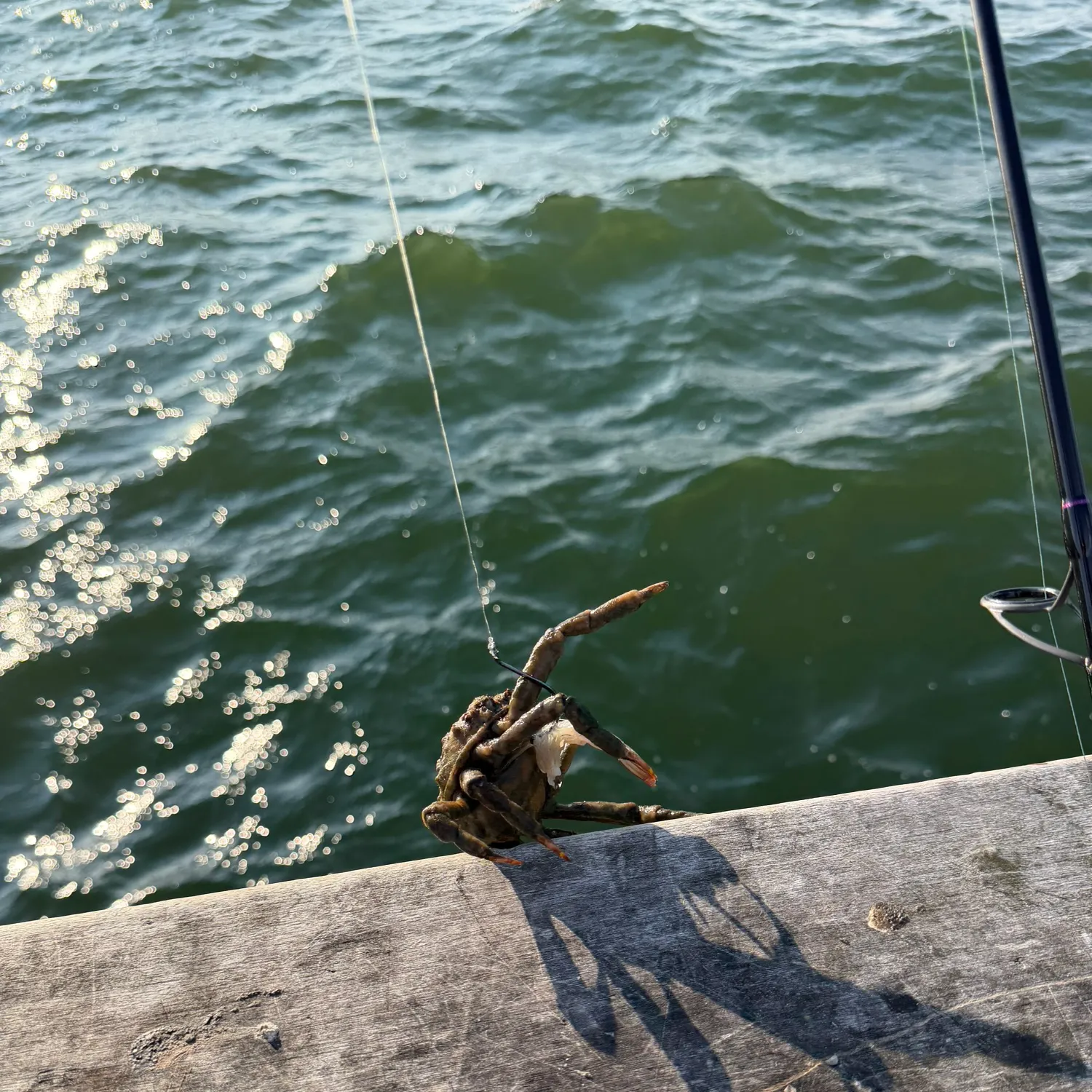 The most recent Green crab catches on Fishbrain