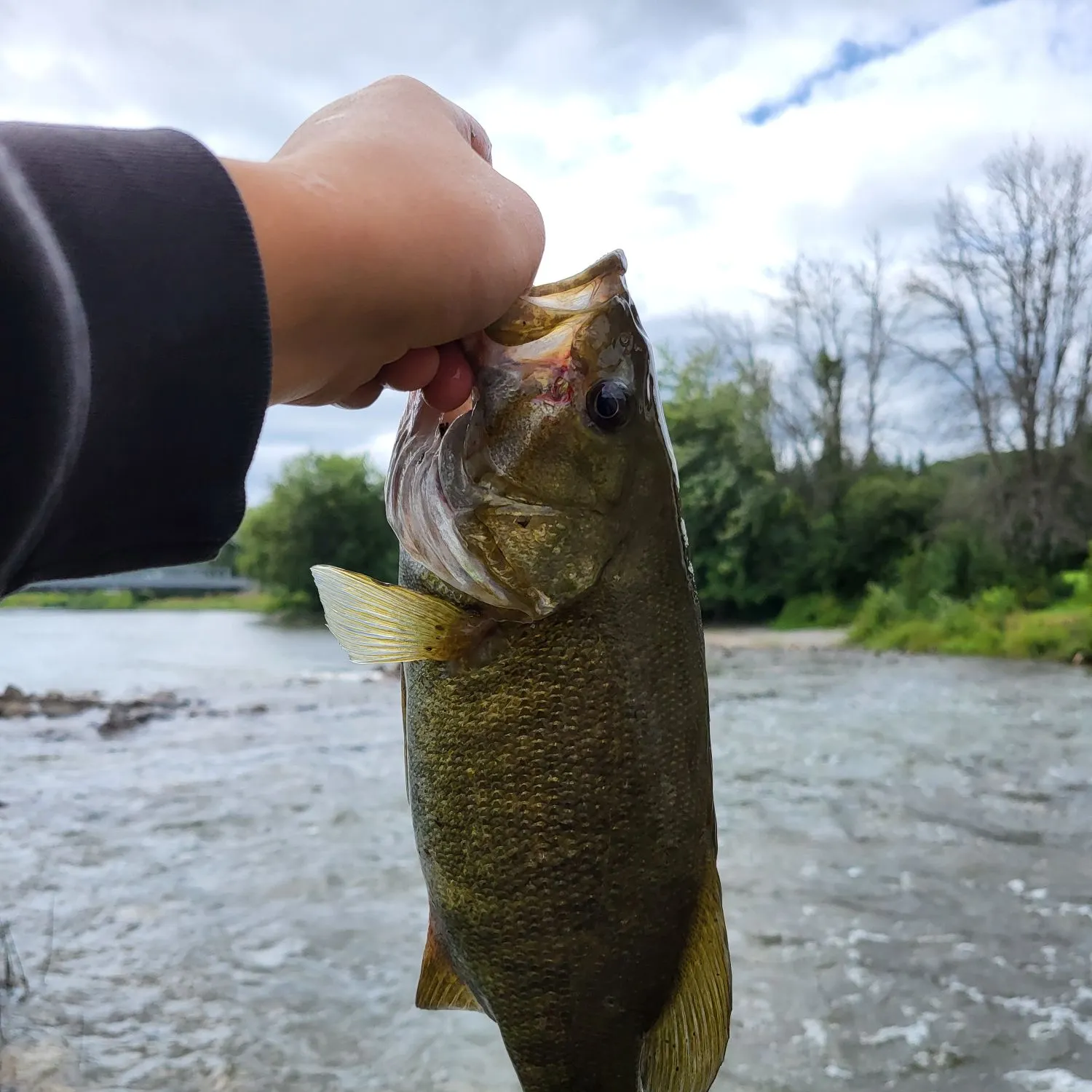 Smallmouth bass caught on Fishbrain