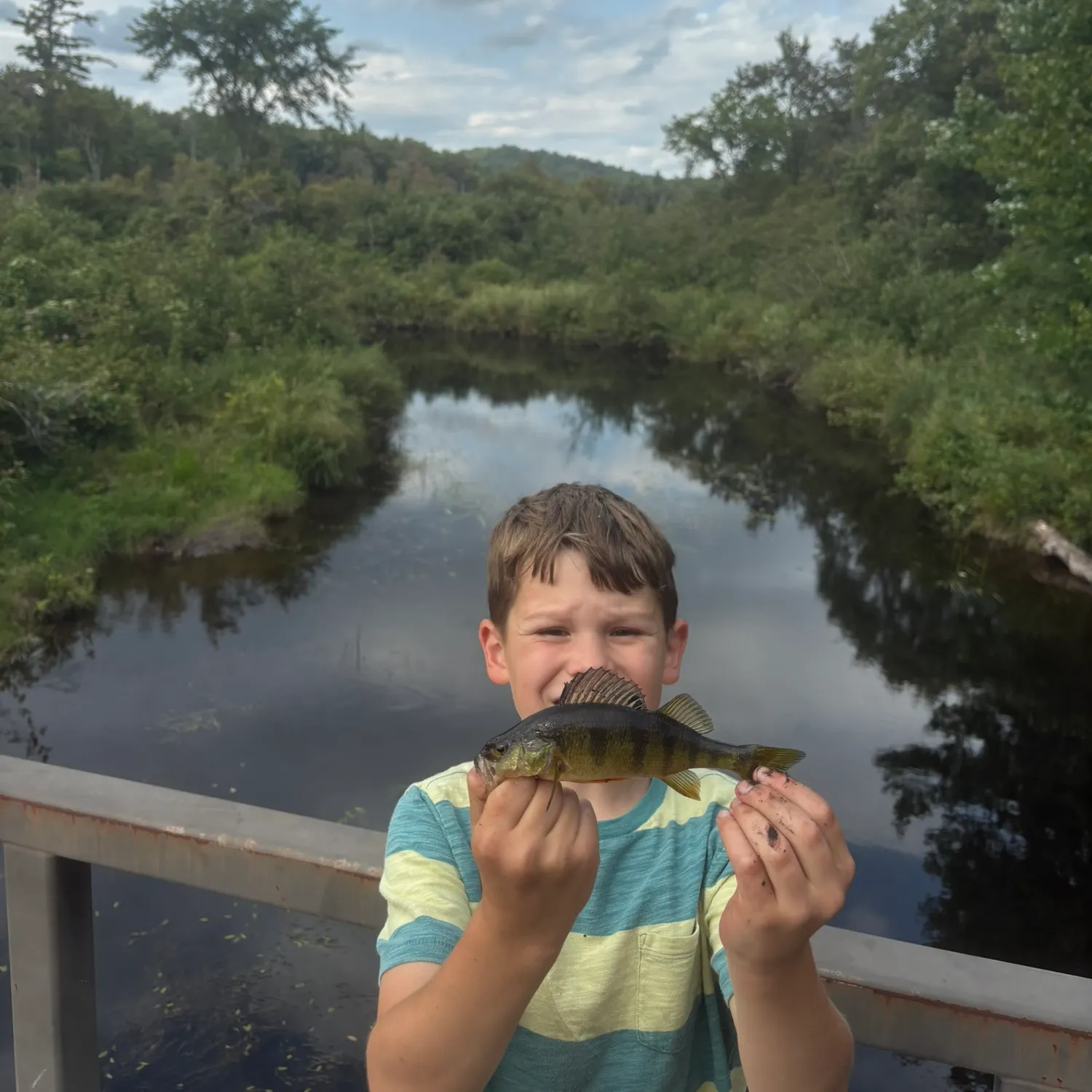 Yellow perch caught on Fishbrain