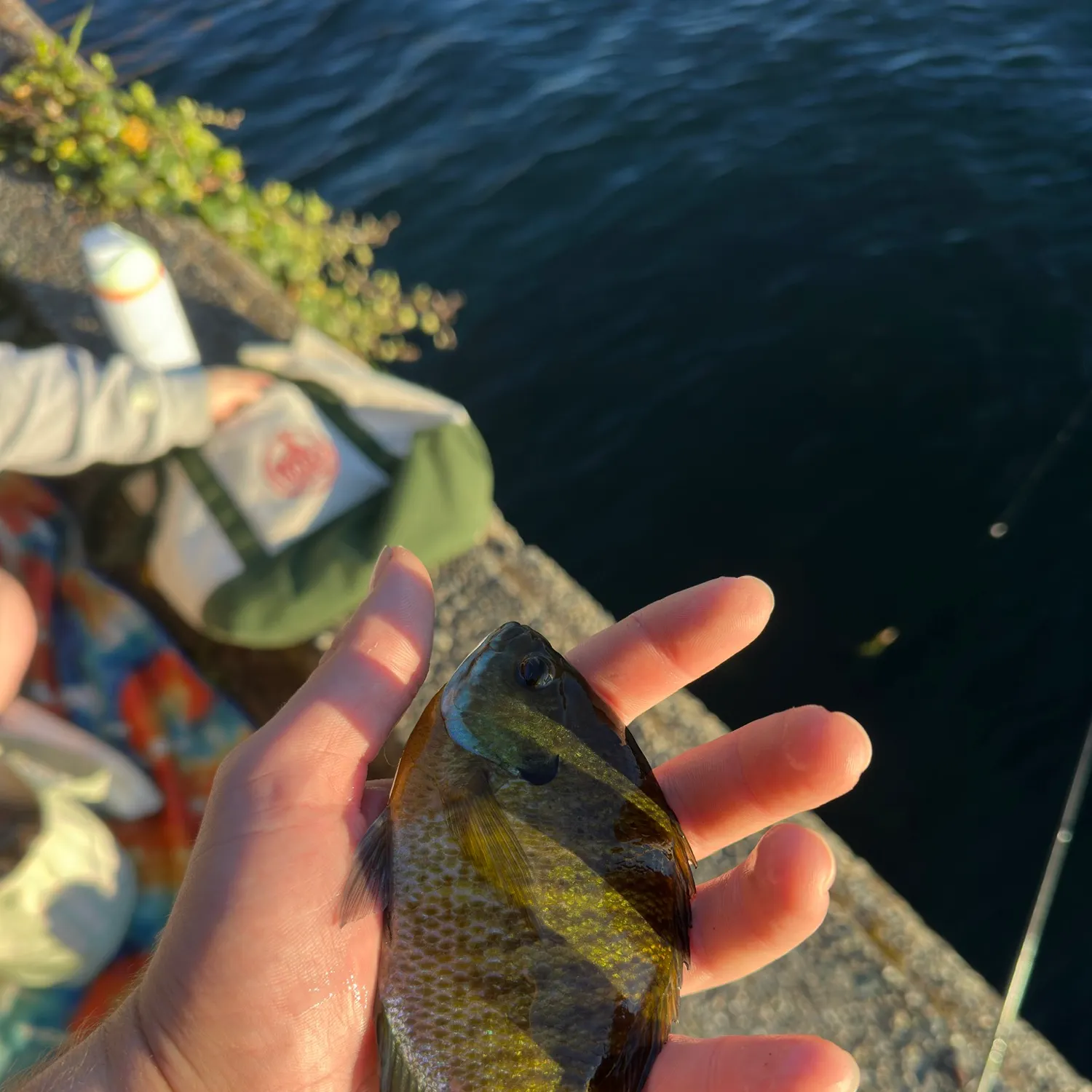 Bluegill caught on Fishbrain