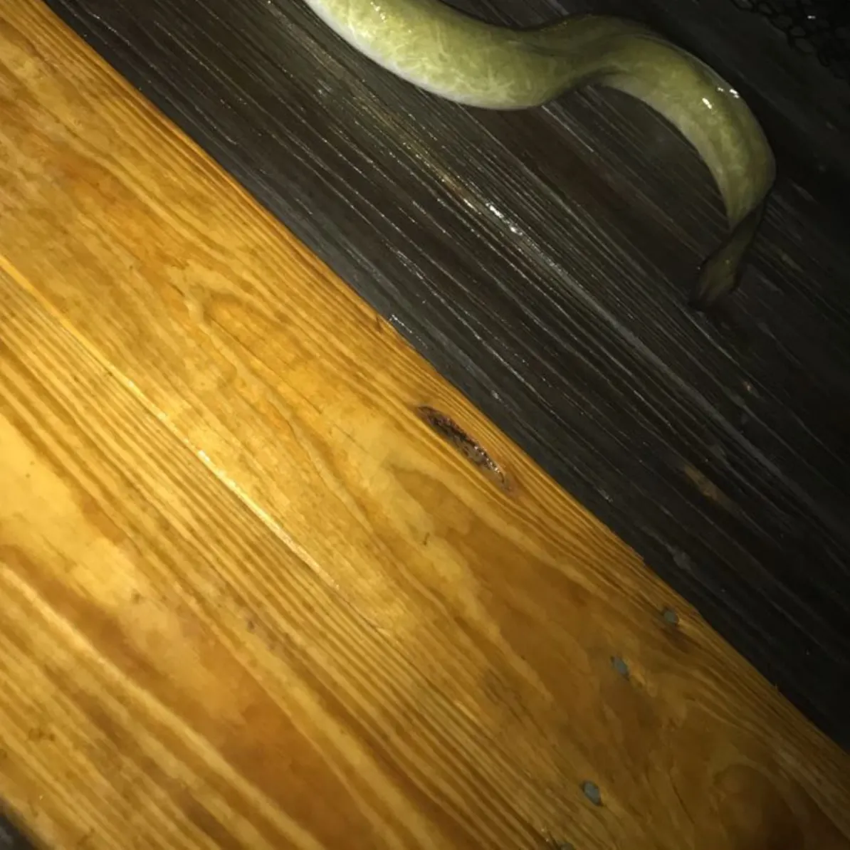 The most recent American eel catches on Fishbrain