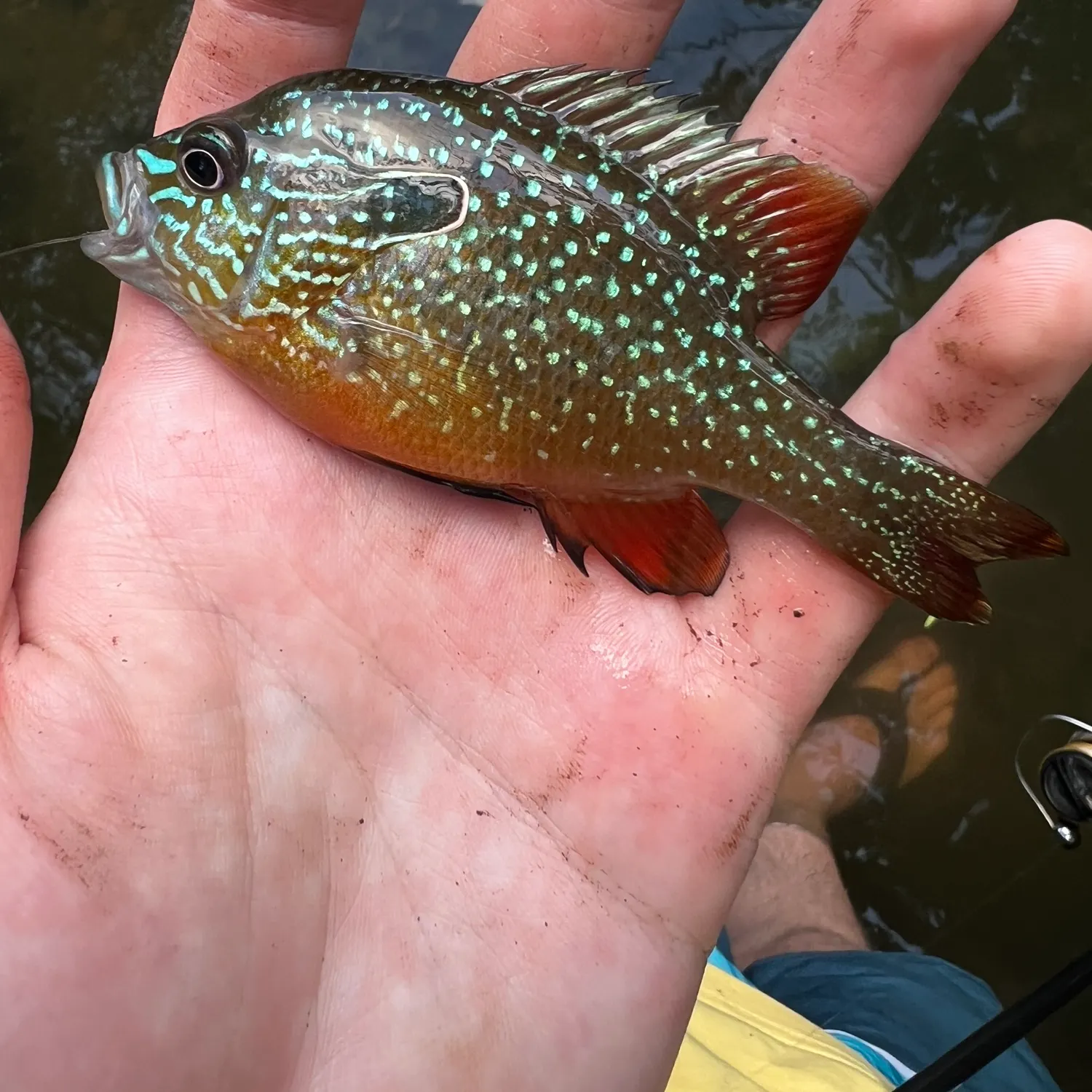 The most recent Swampland longear sunfish catches on Fishbrain