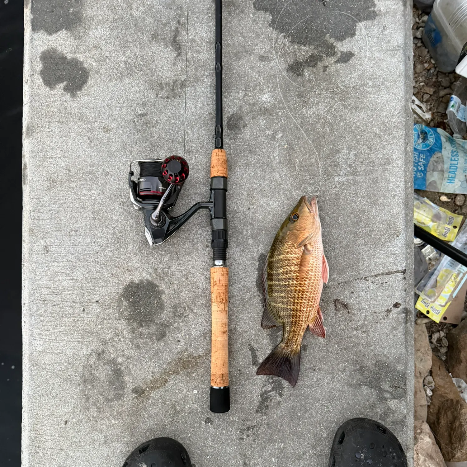 recently logged catches