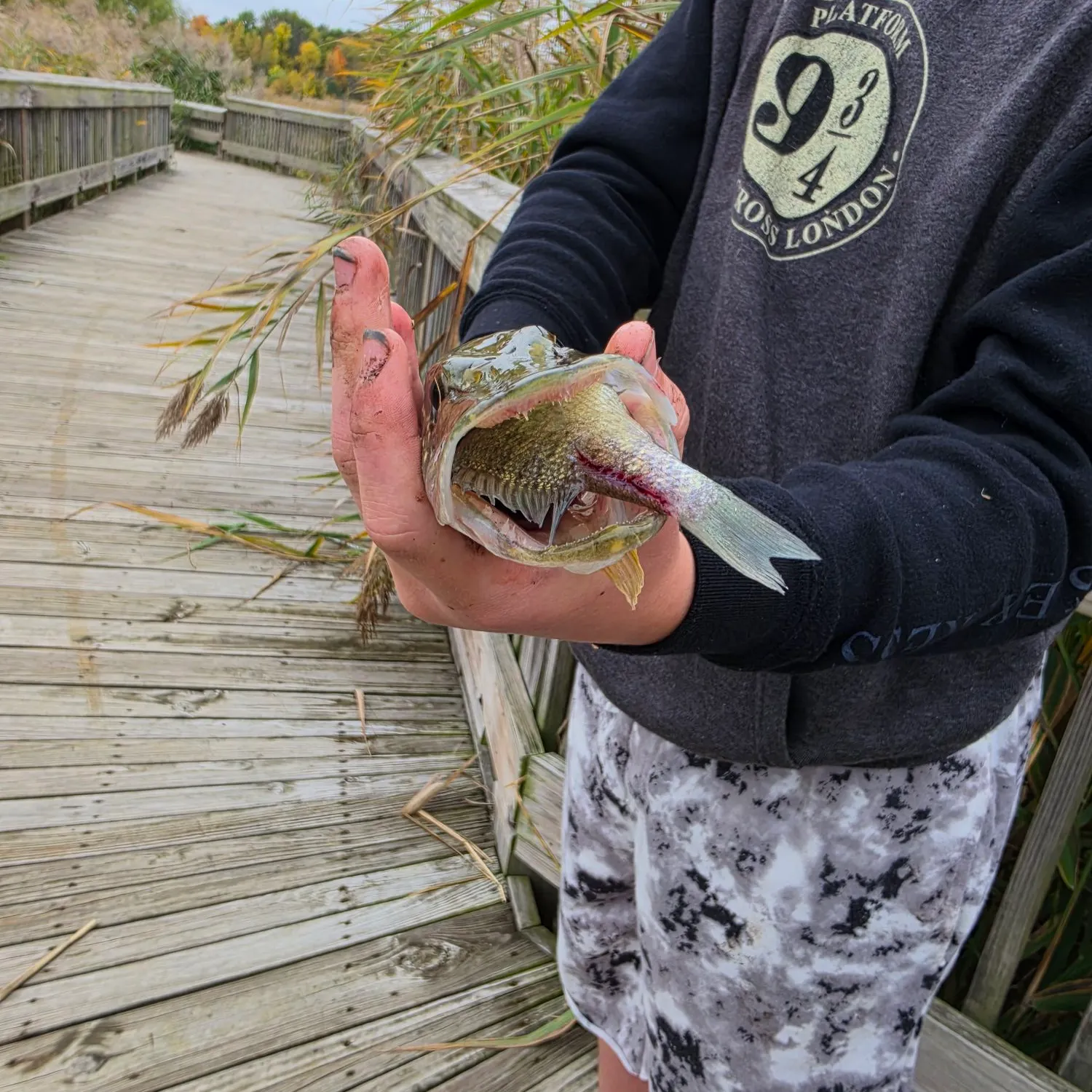 Northern pike caught on Fishbrain