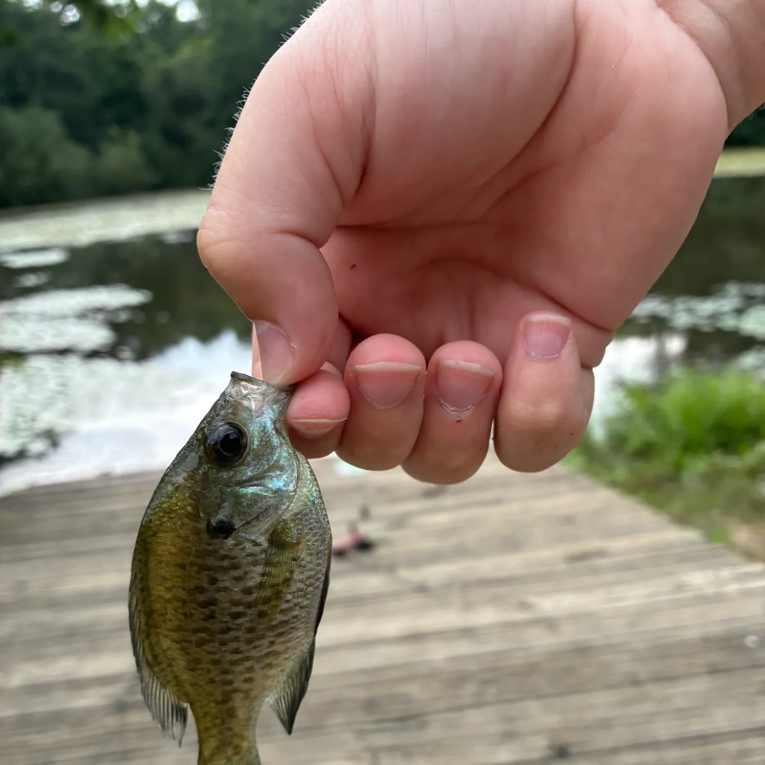 Bluegill caught on Fishbrain