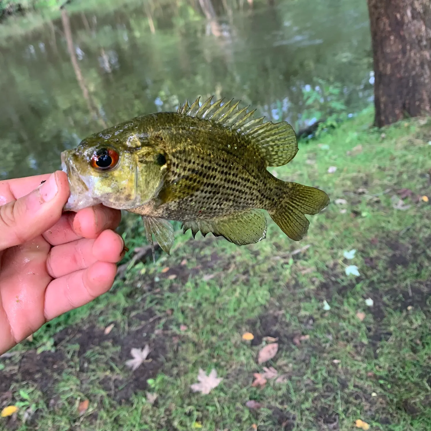 Rock bass caught on Fishbrain