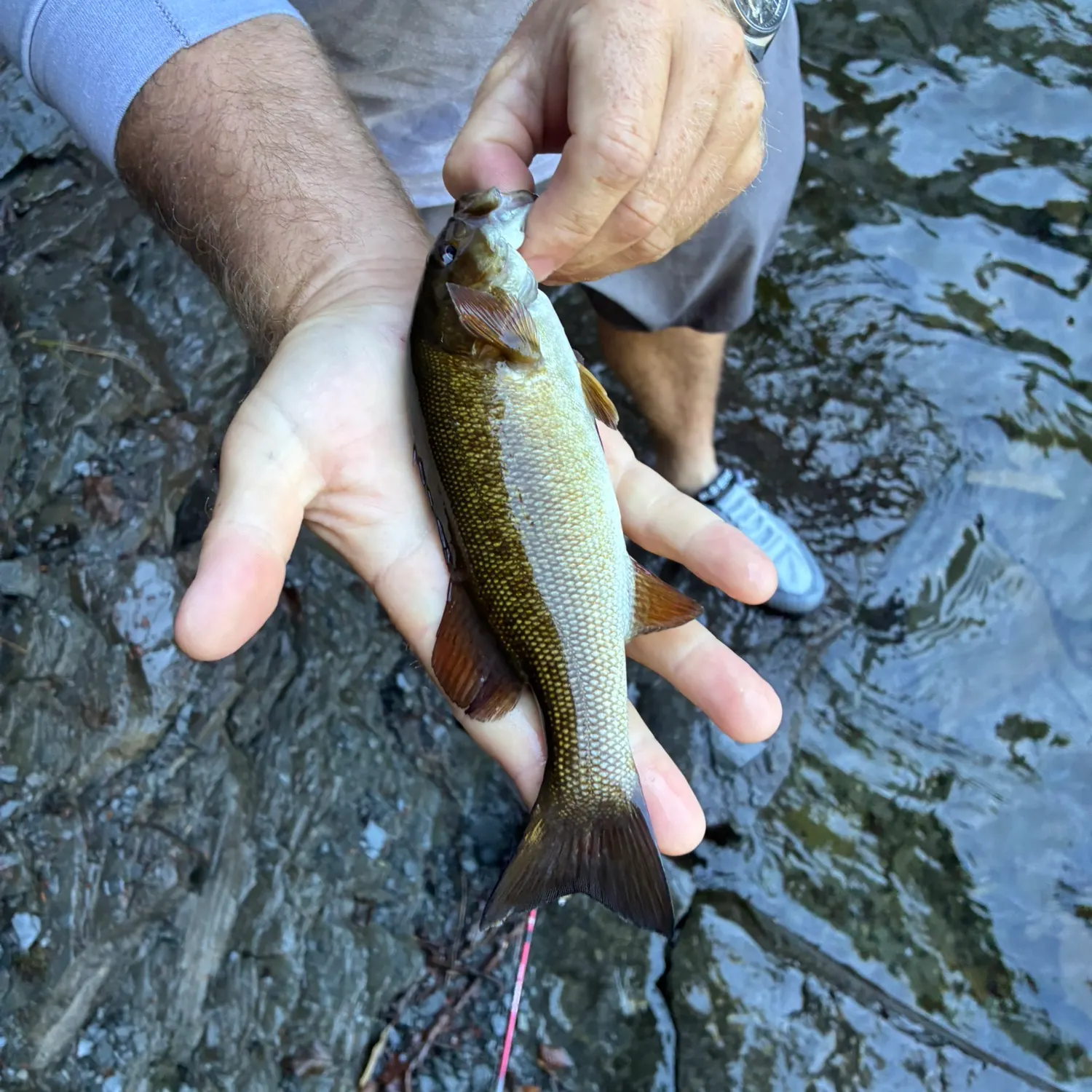 Smallmouth bass caught on Fishbrain