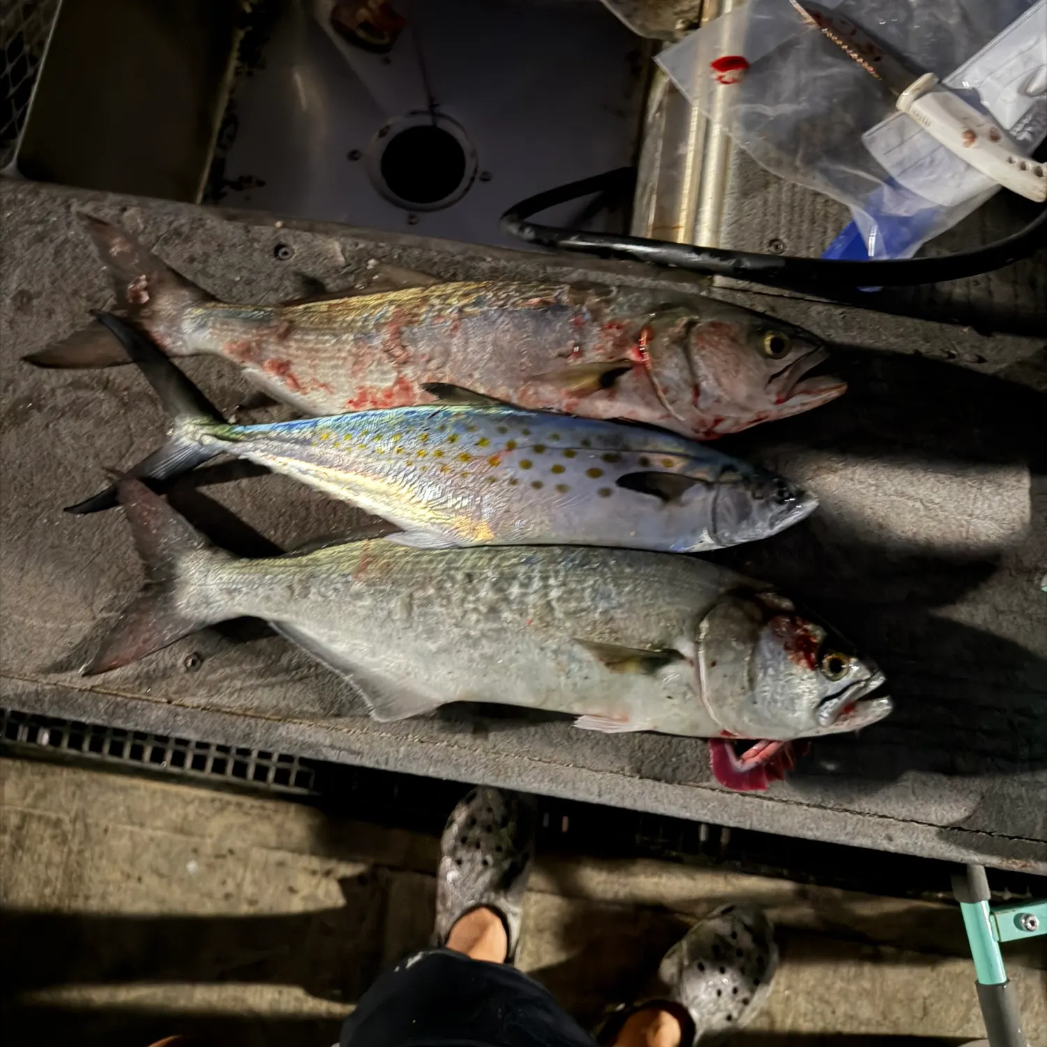 Spanish mackerel caught on Fishbrain