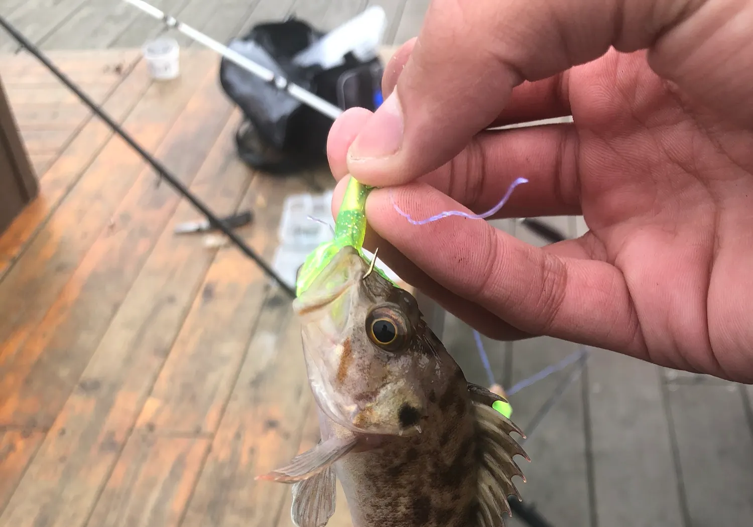 Brown rockfish