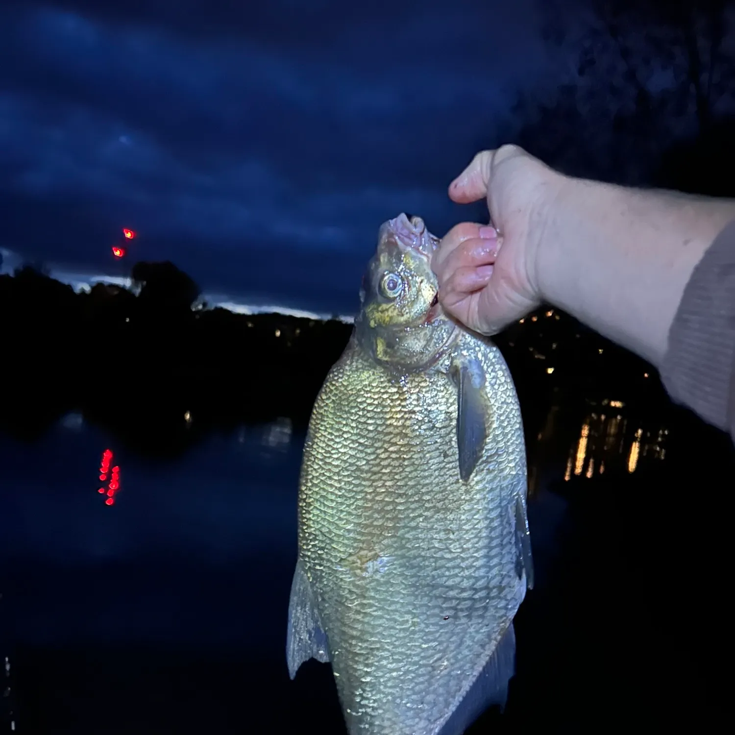 Common bream caught on Fishbrain