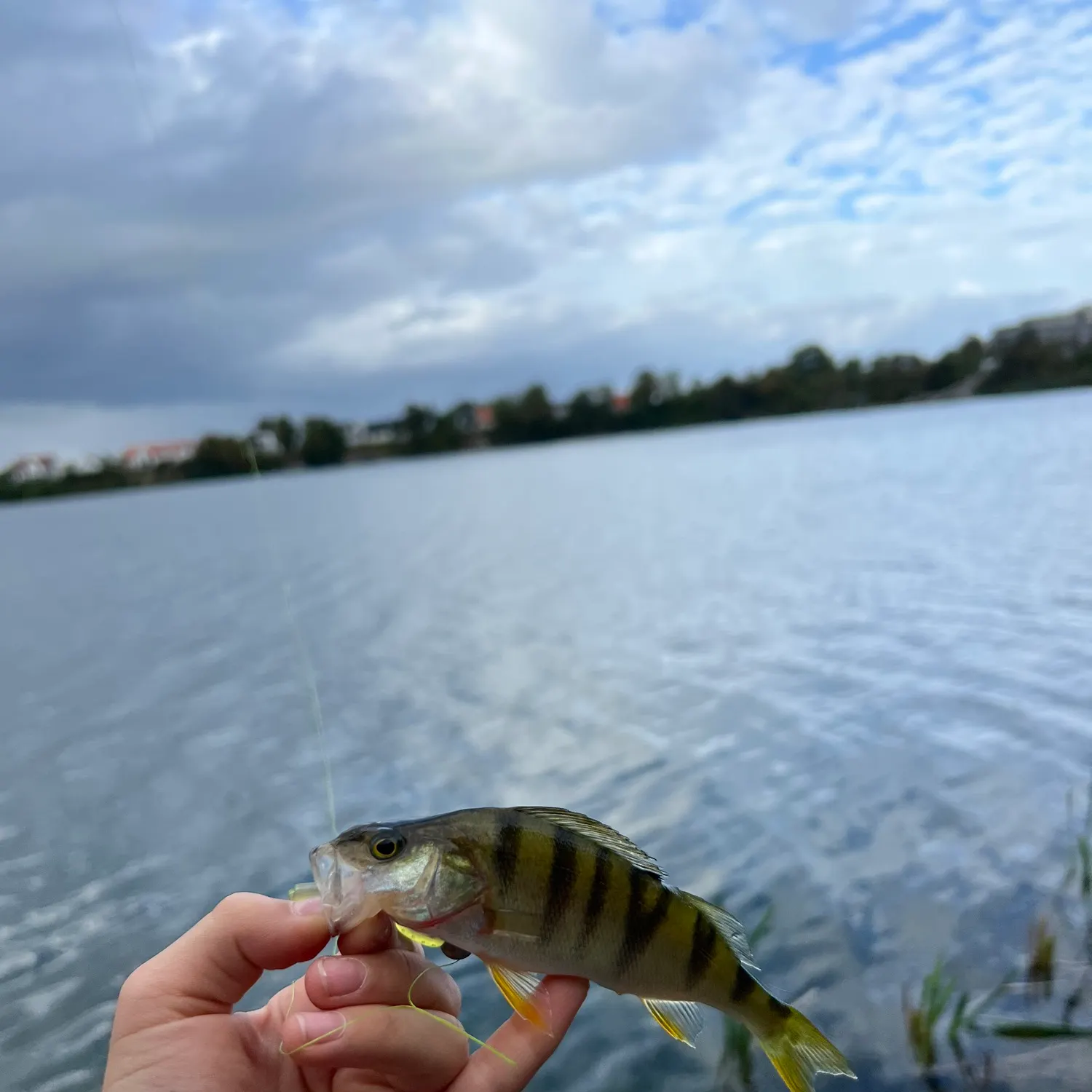 European perch caught on Fishbrain