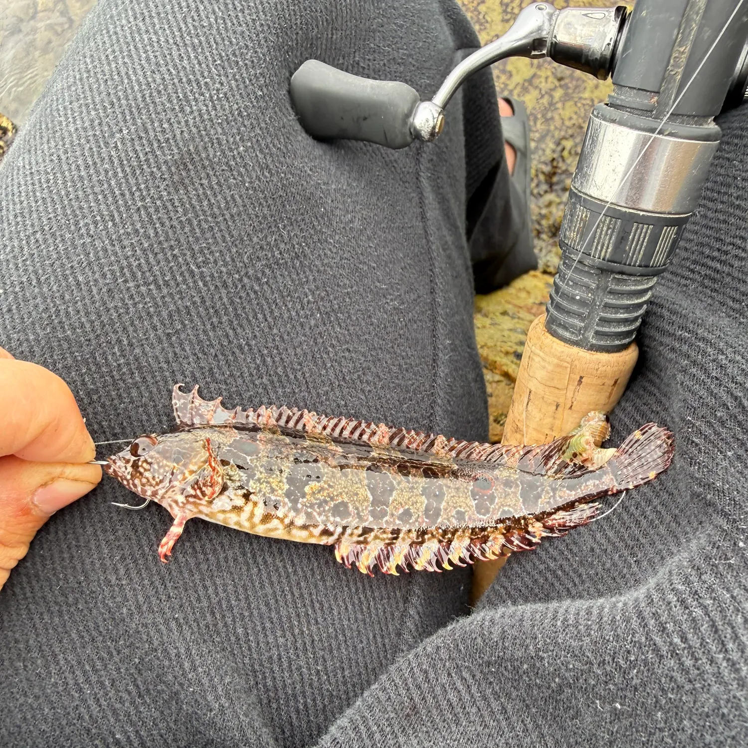 The most recent Spotted kelpfish catches on Fishbrain