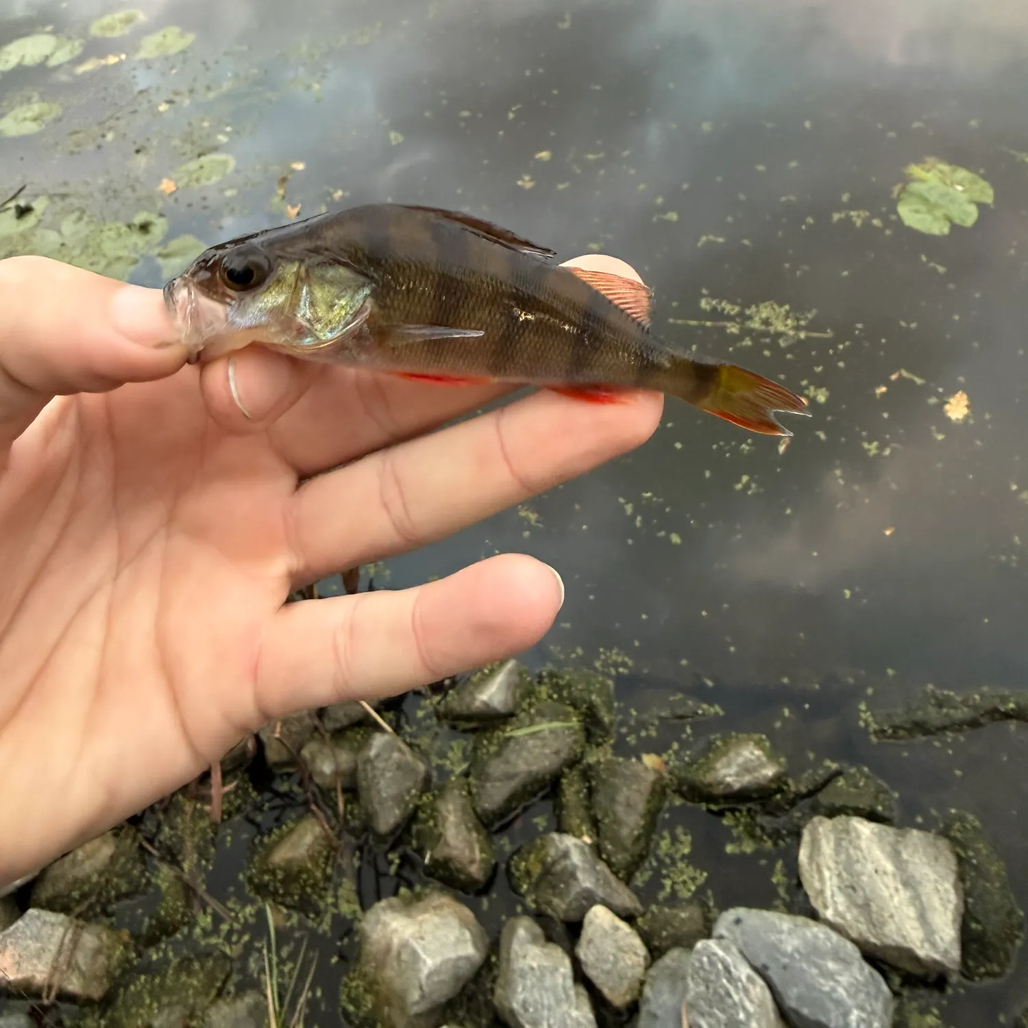 The most recent European perch catches on Fishbrain