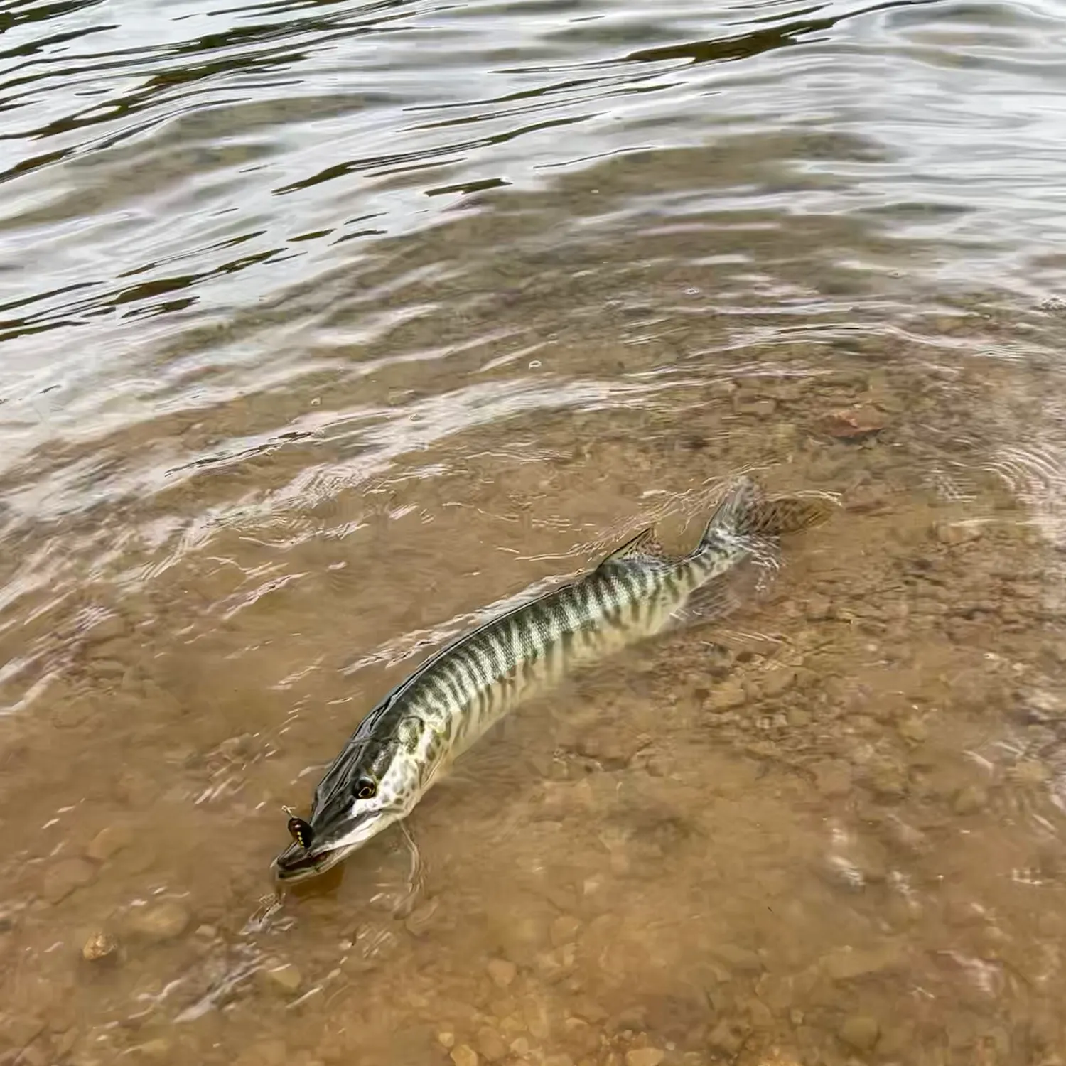 Tiger muskie caught on Fishbrain