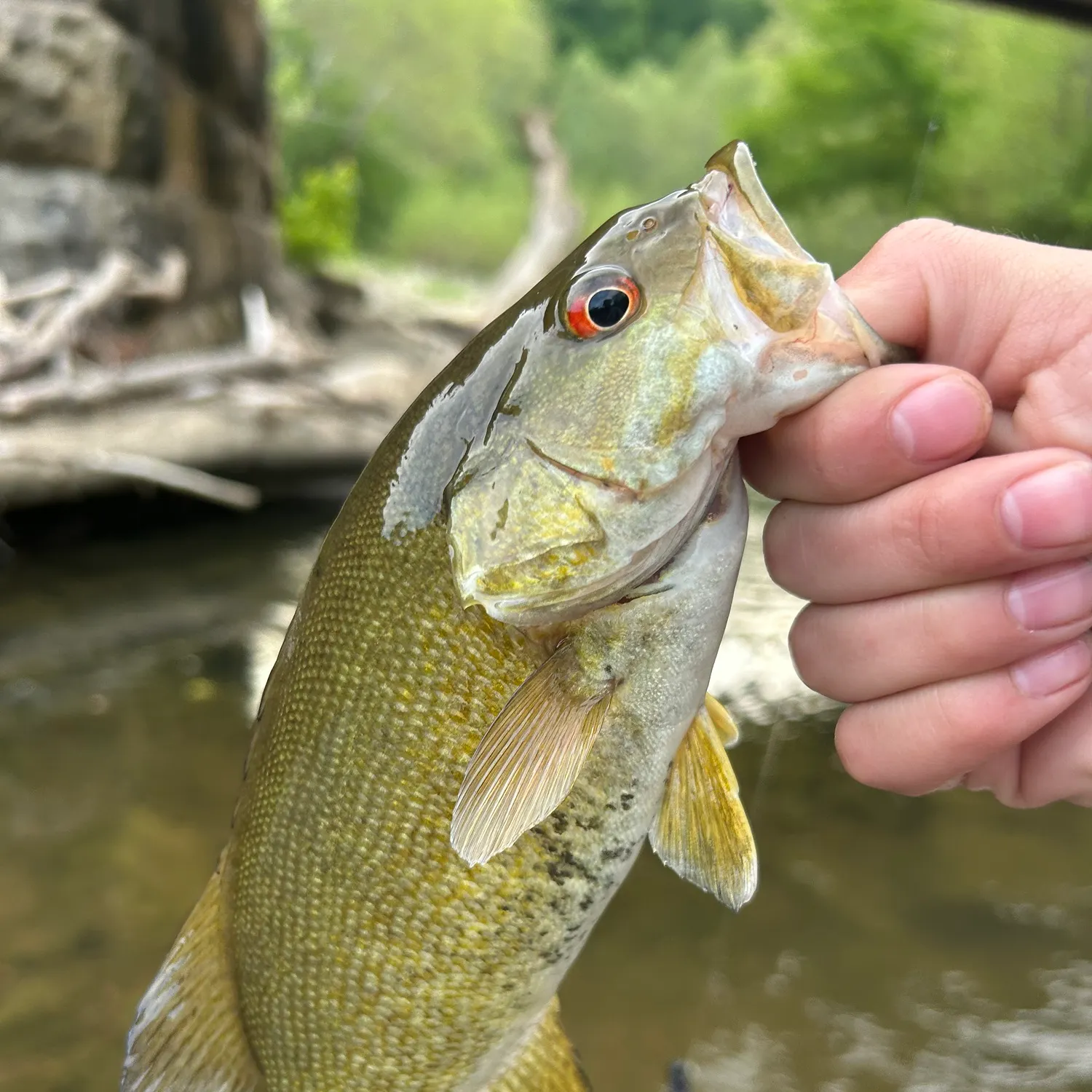Smallmouth bass caught on Fishbrain