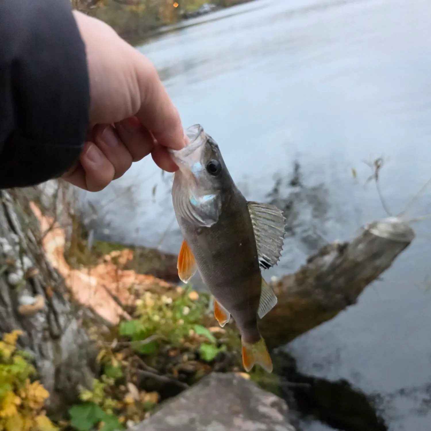 European perch caught on Fishbrain