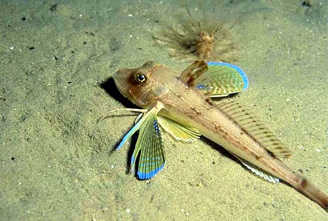 Tub gurnard