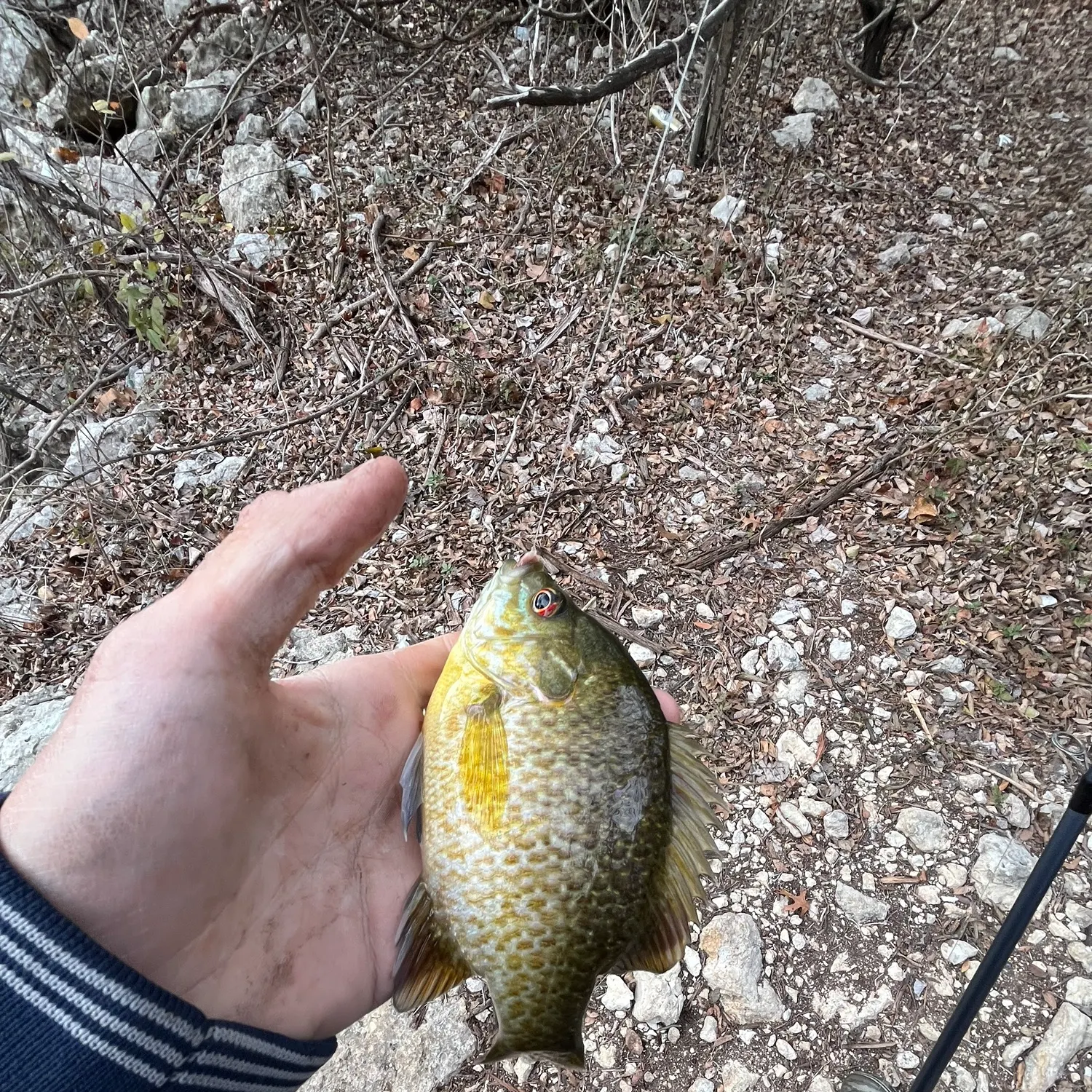 The most recent Warmouth catches on Fishbrain