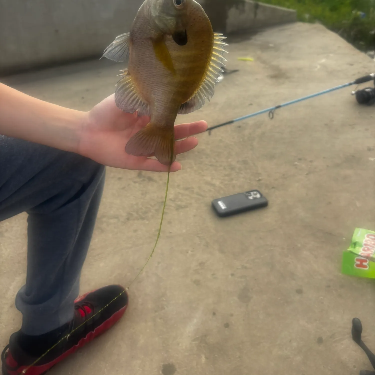 recently logged catches