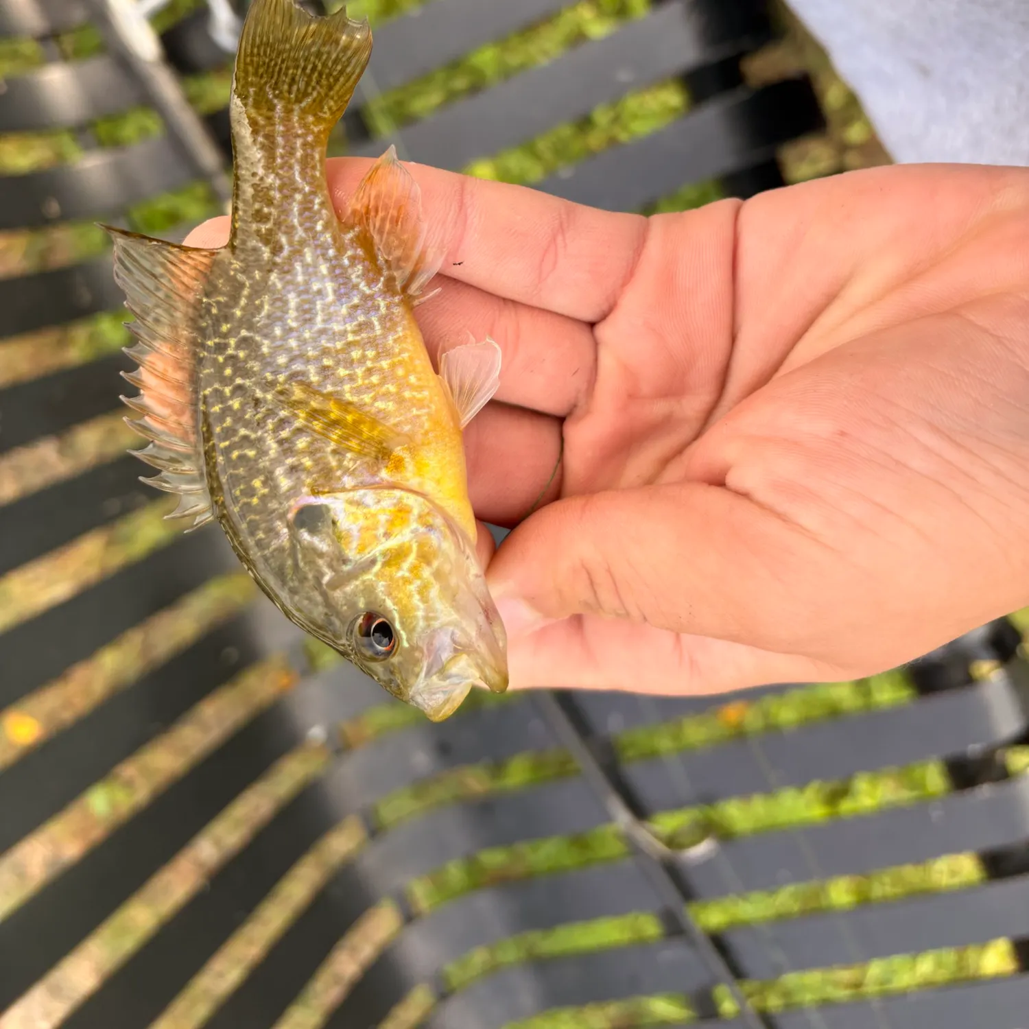 The most recent Warmouth x green sunfish catches on Fishbrain