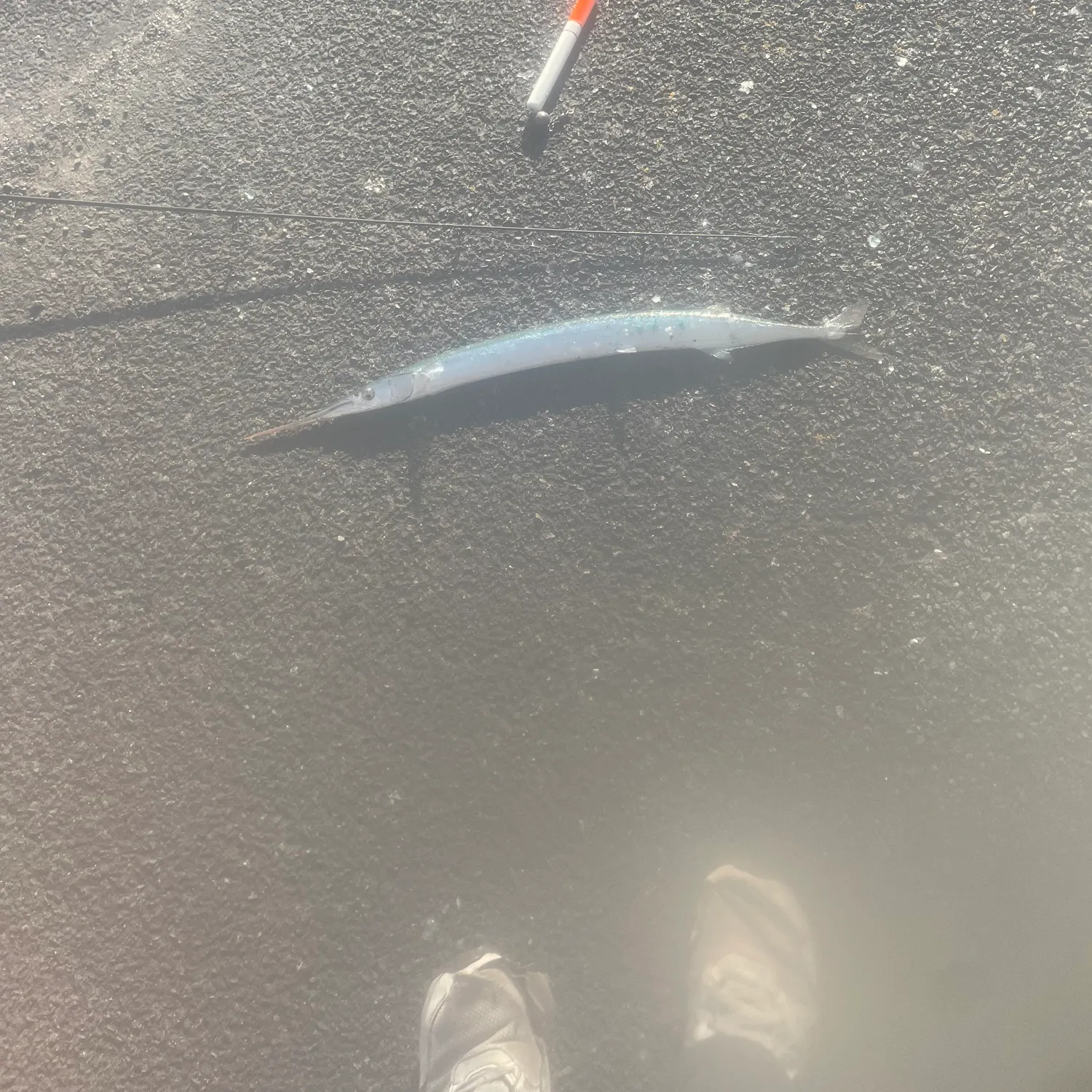 The most recent European garfish catches on Fishbrain