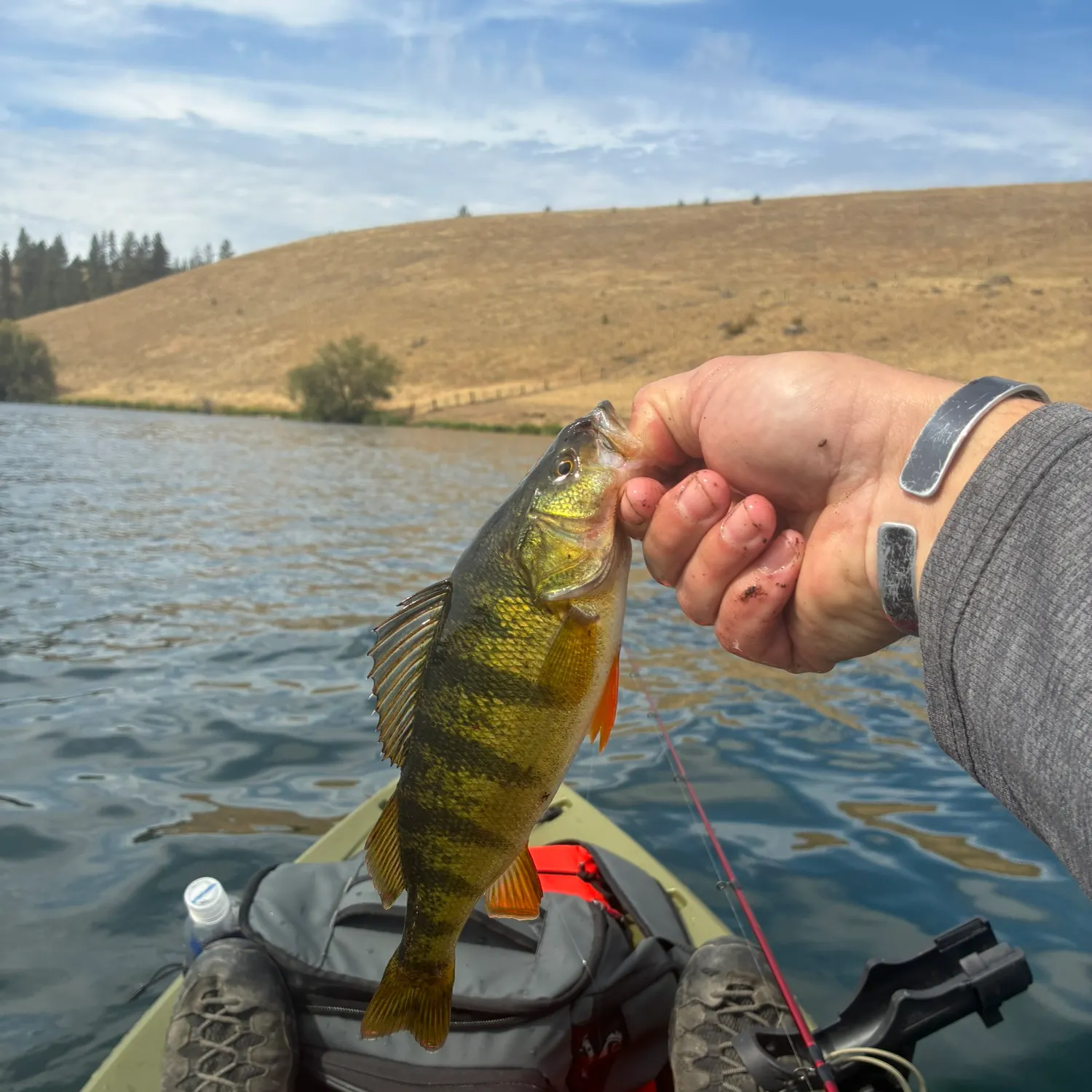 Yellow perch caught on Fishbrain