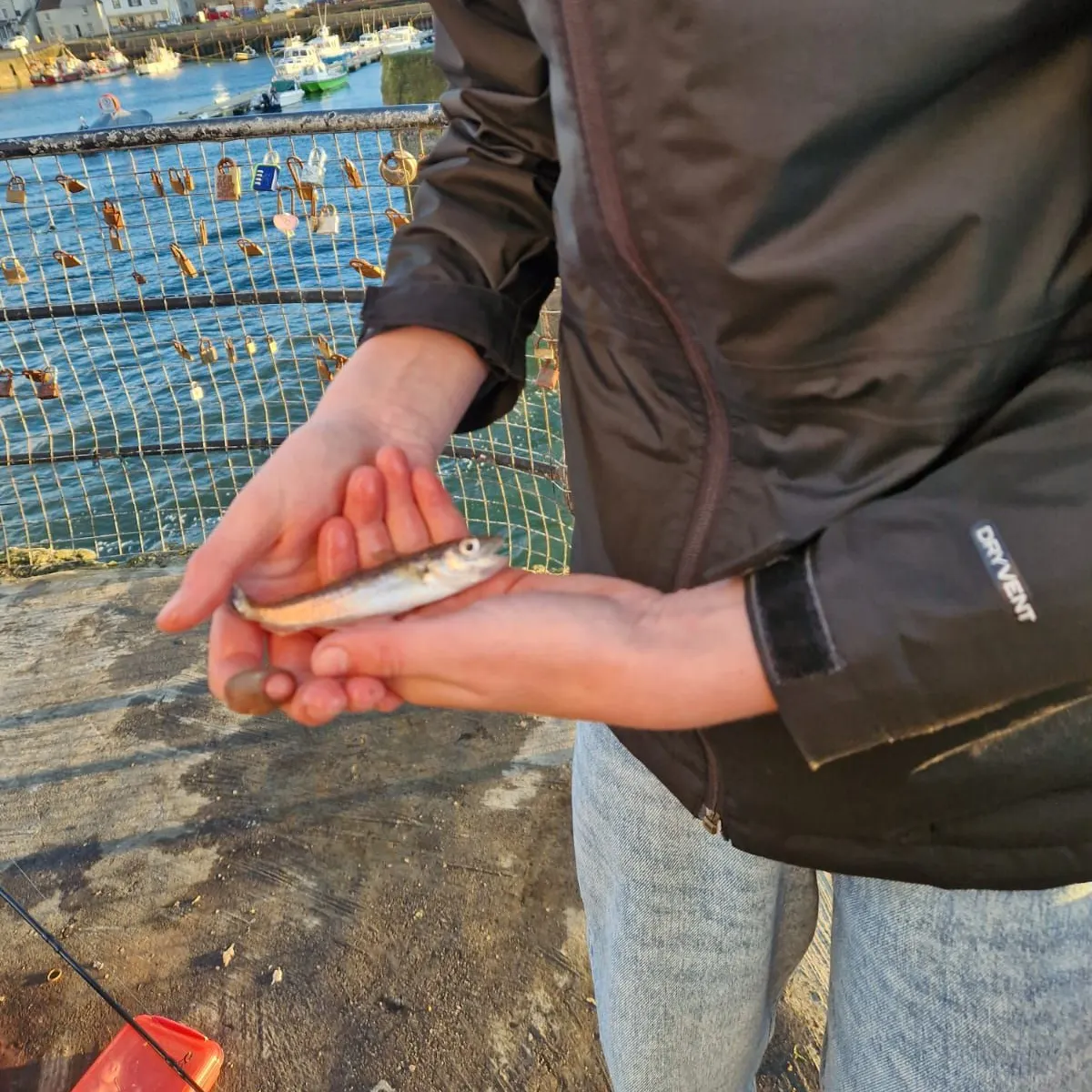 Whiting caught on Fishbrain