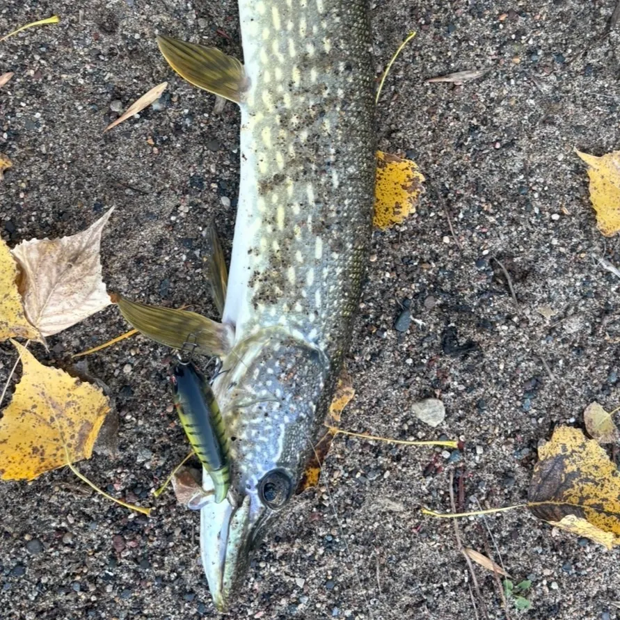 Northern pike caught on Fishbrain