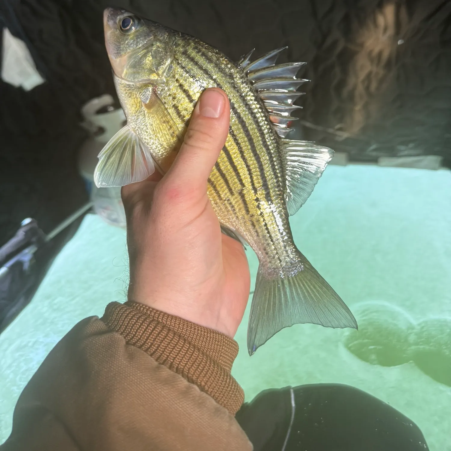 The most recent Yellow bass catches on Fishbrain