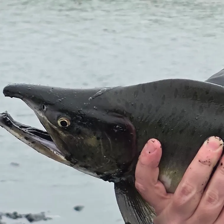 Pink salmon caught on Fishbrain