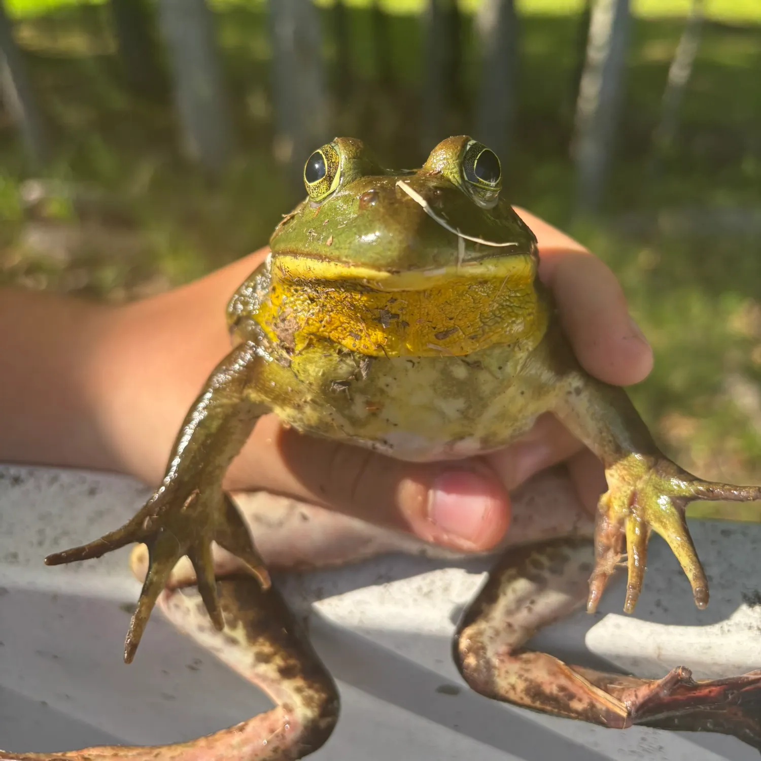 The most recent Warty frogfish catches on Fishbrain