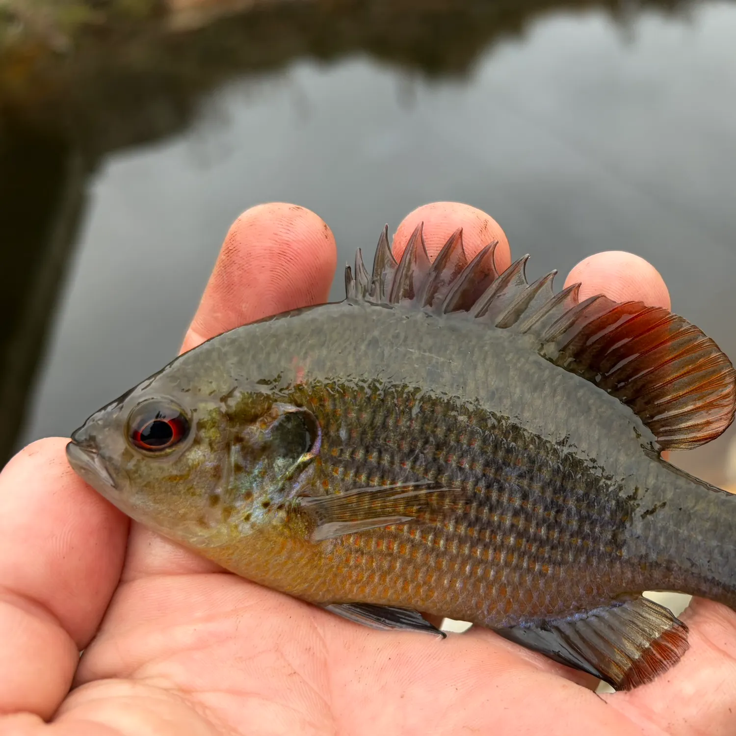 The most recent Redspotted sunfish catches on Fishbrain