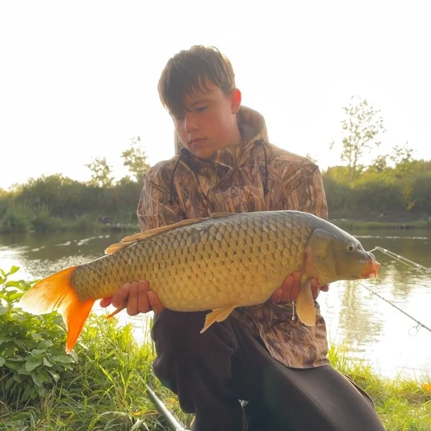 Common carp caught on Fishbrain