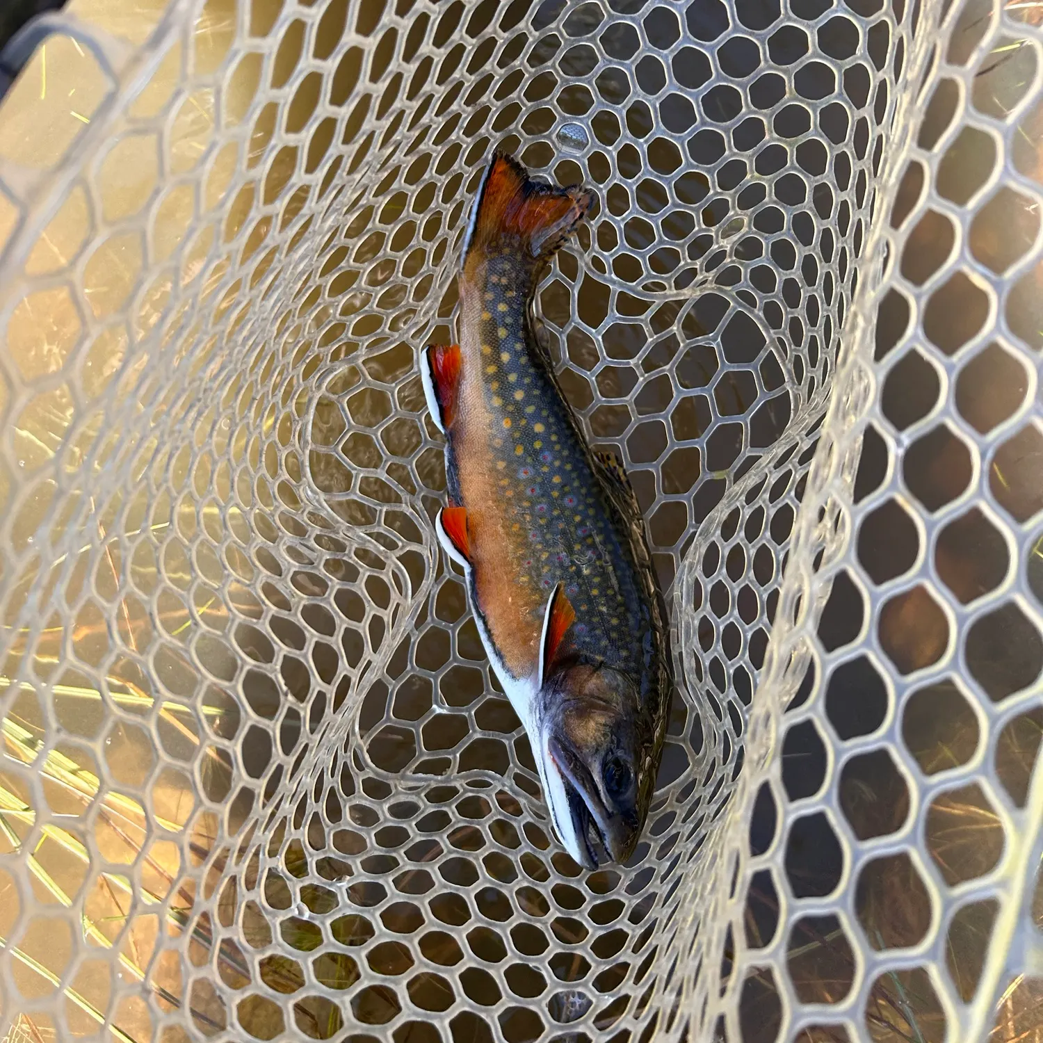 Brook trout caught on Fishbrain