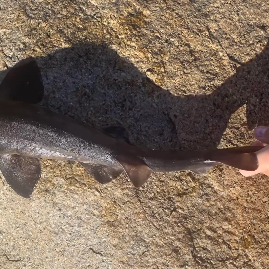 The most recent Sharptooth houndshark catches on Fishbrain