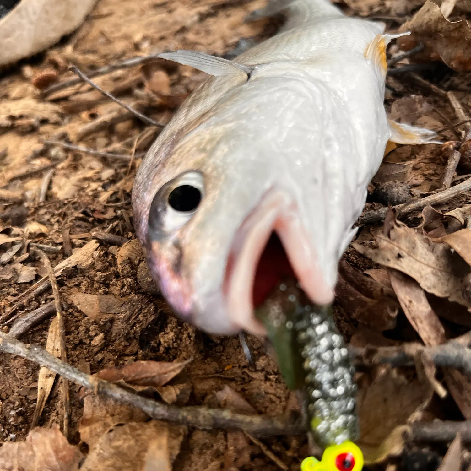 Freshwater drum caught on Fishbrain