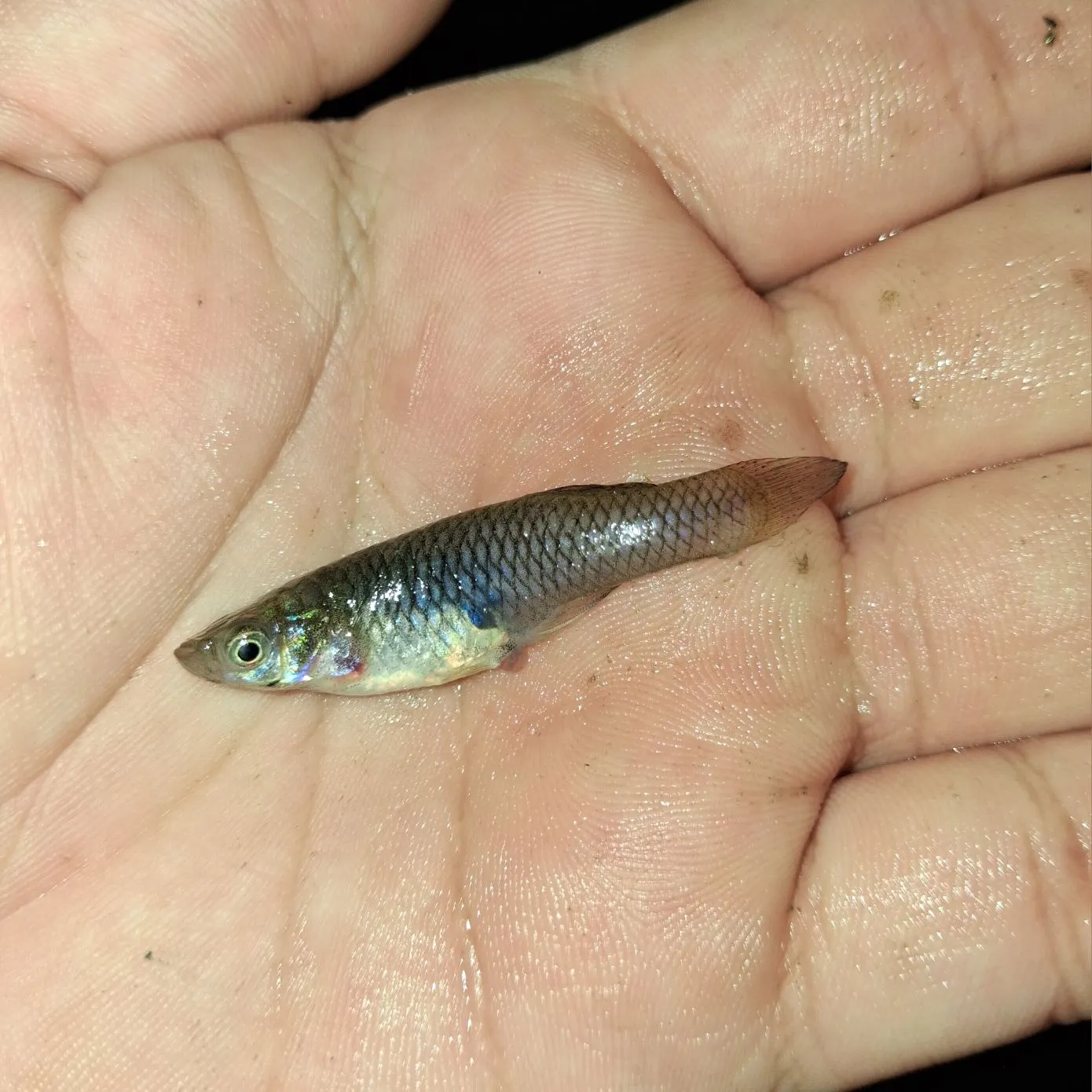 The most recent Western mosquitofish catches on Fishbrain