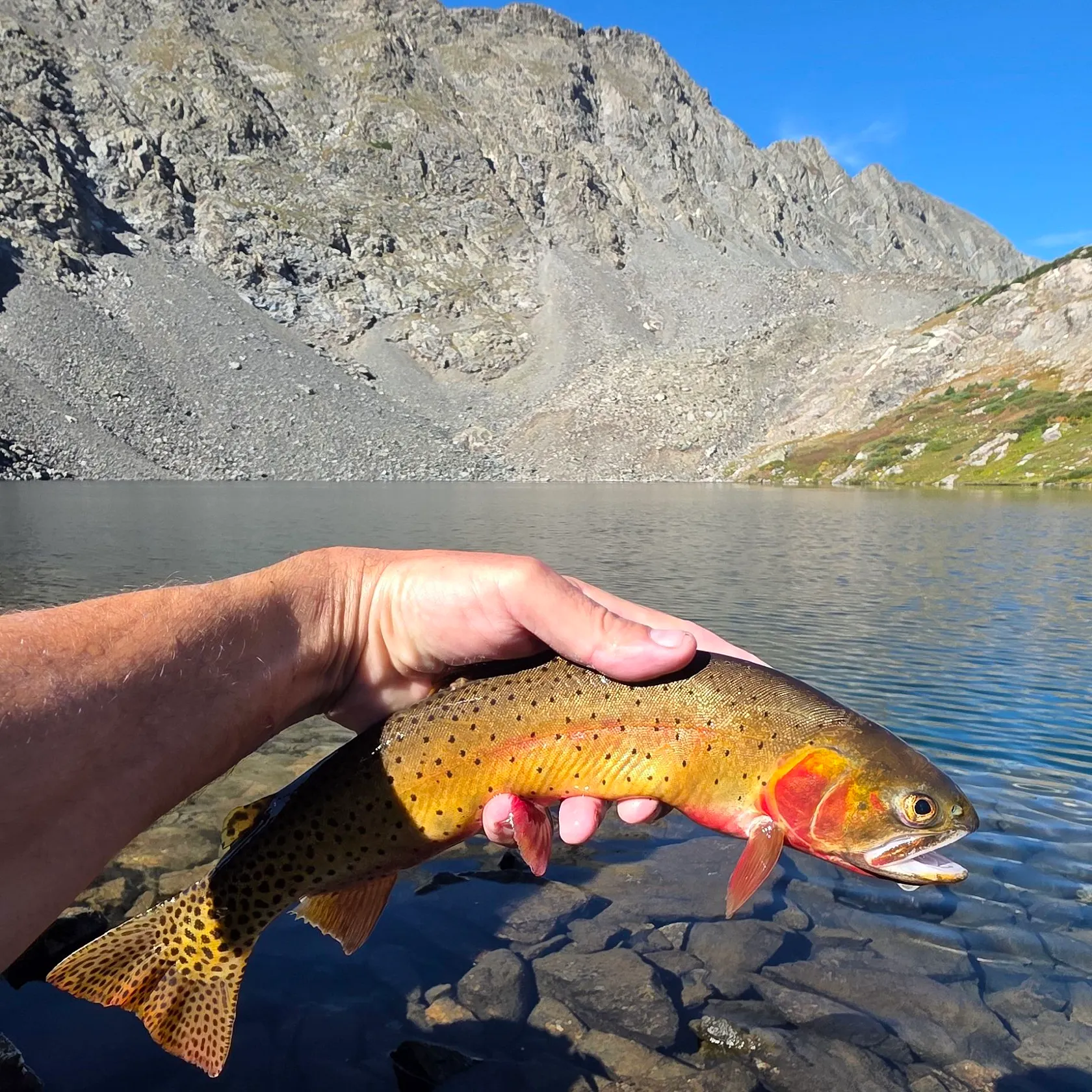 Cutthroat trout caught on Fishbrain