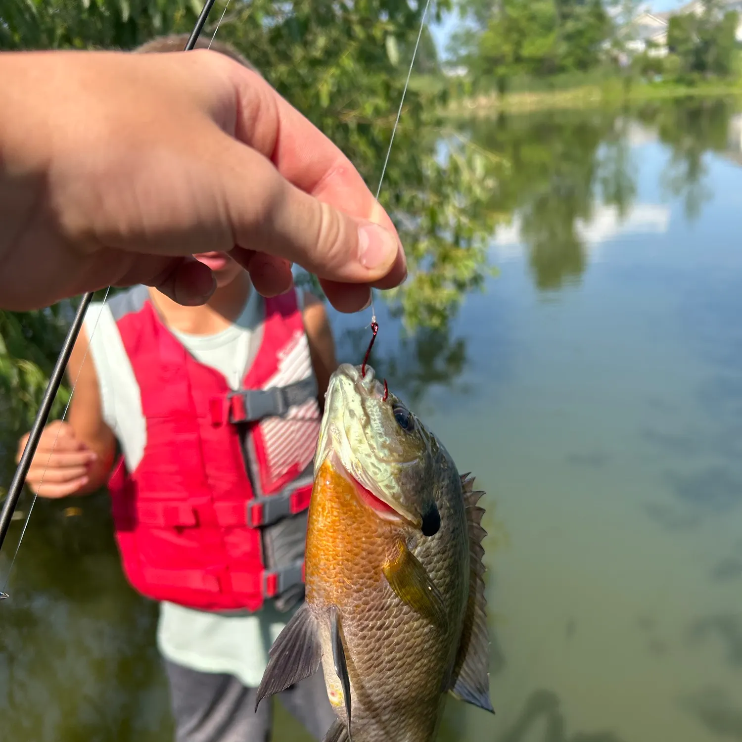 Bluegill caught on Fishbrain