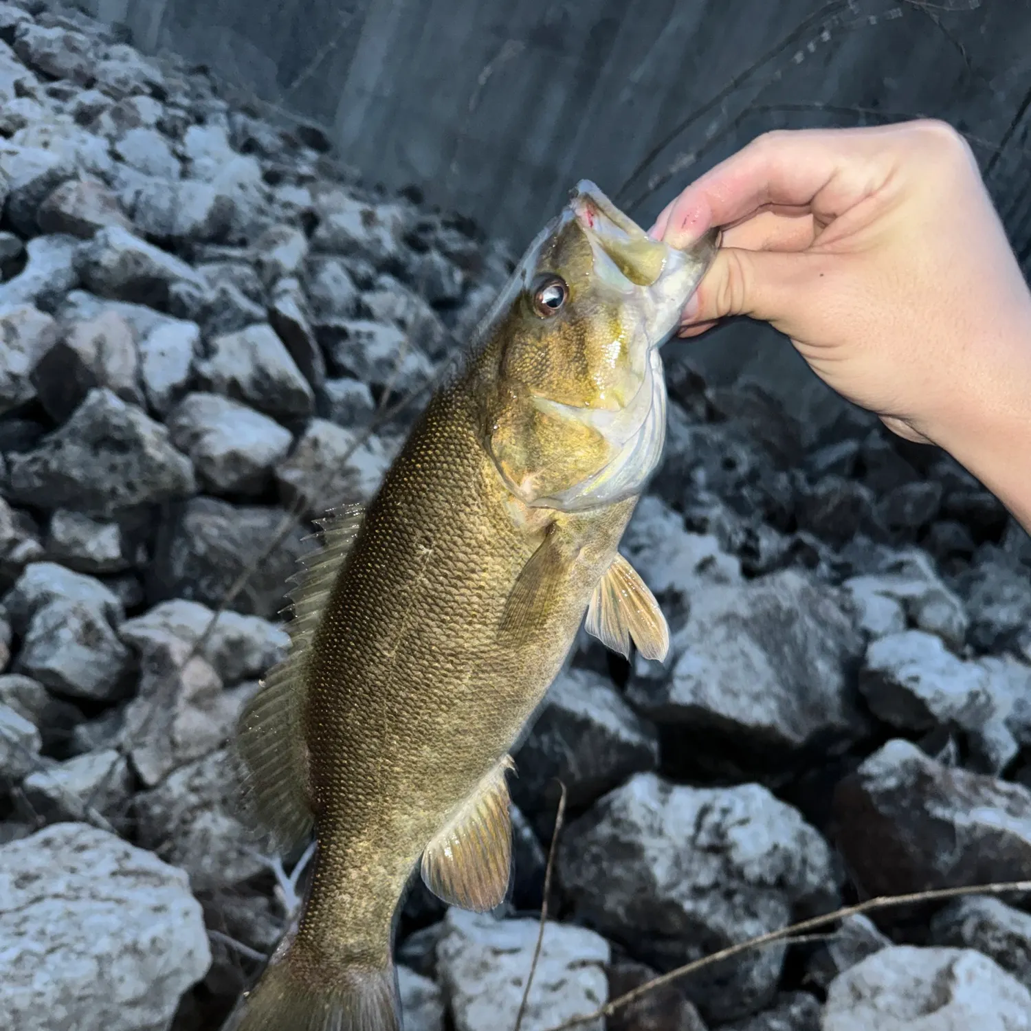 Smallmouth bass caught on Fishbrain