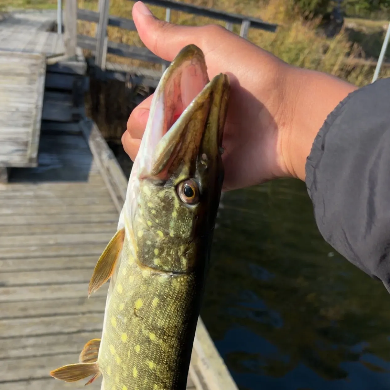 Northern pike caught on Fishbrain