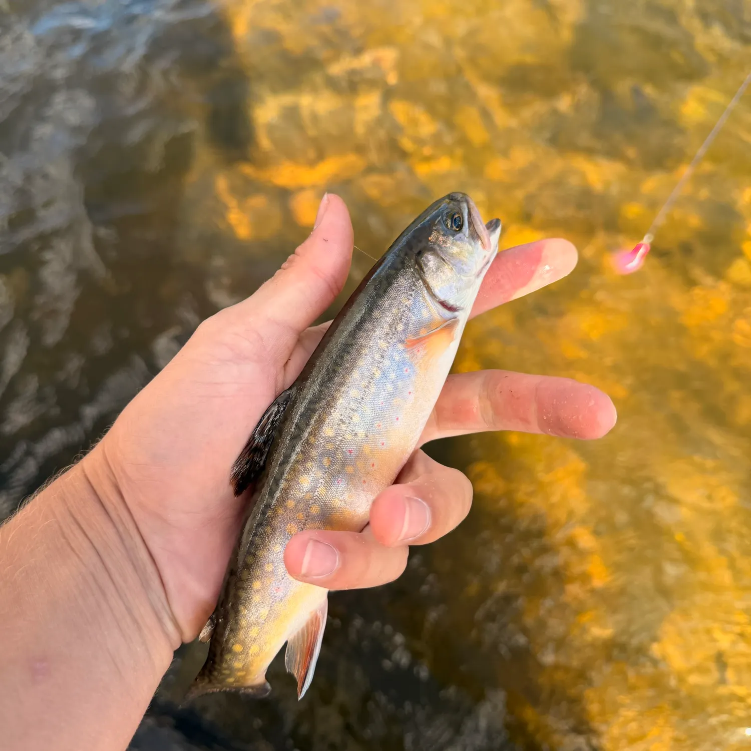 Brook trout caught on Fishbrain